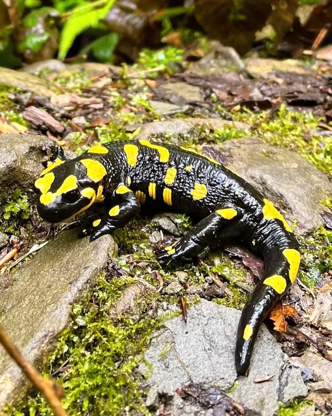 Salamandra pezzata dal corpo nero con macchie gialle, che si trova su pietre e muschio in un habitat naturale.