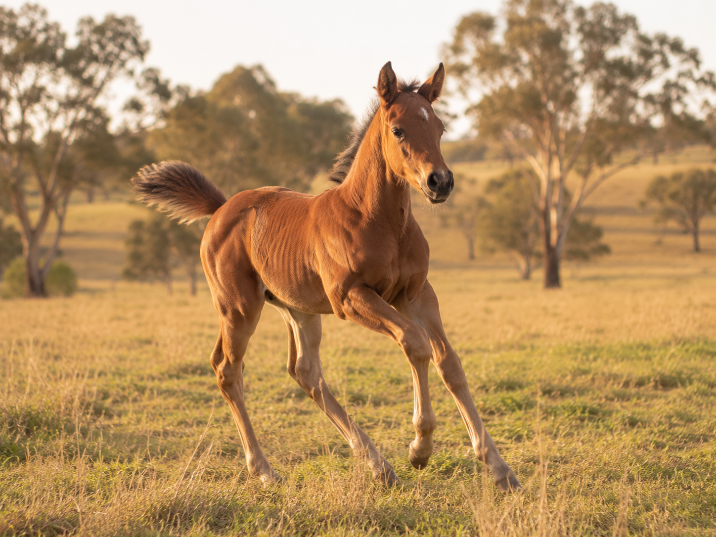 Young Quarter Horse foal moving through a paddock at Cadence Quarter Horses