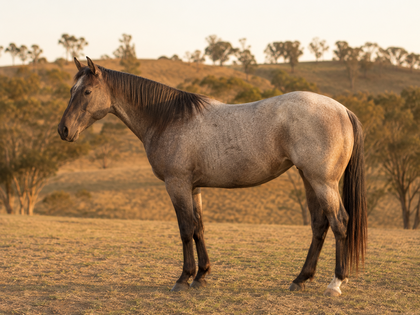 Young AQHA Quarter Horse standing in profile in a paddock in NSW