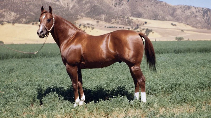 Doc Bar chestnut Quarter Horse stallion, influential sire in cutting and cow horse bloodlines