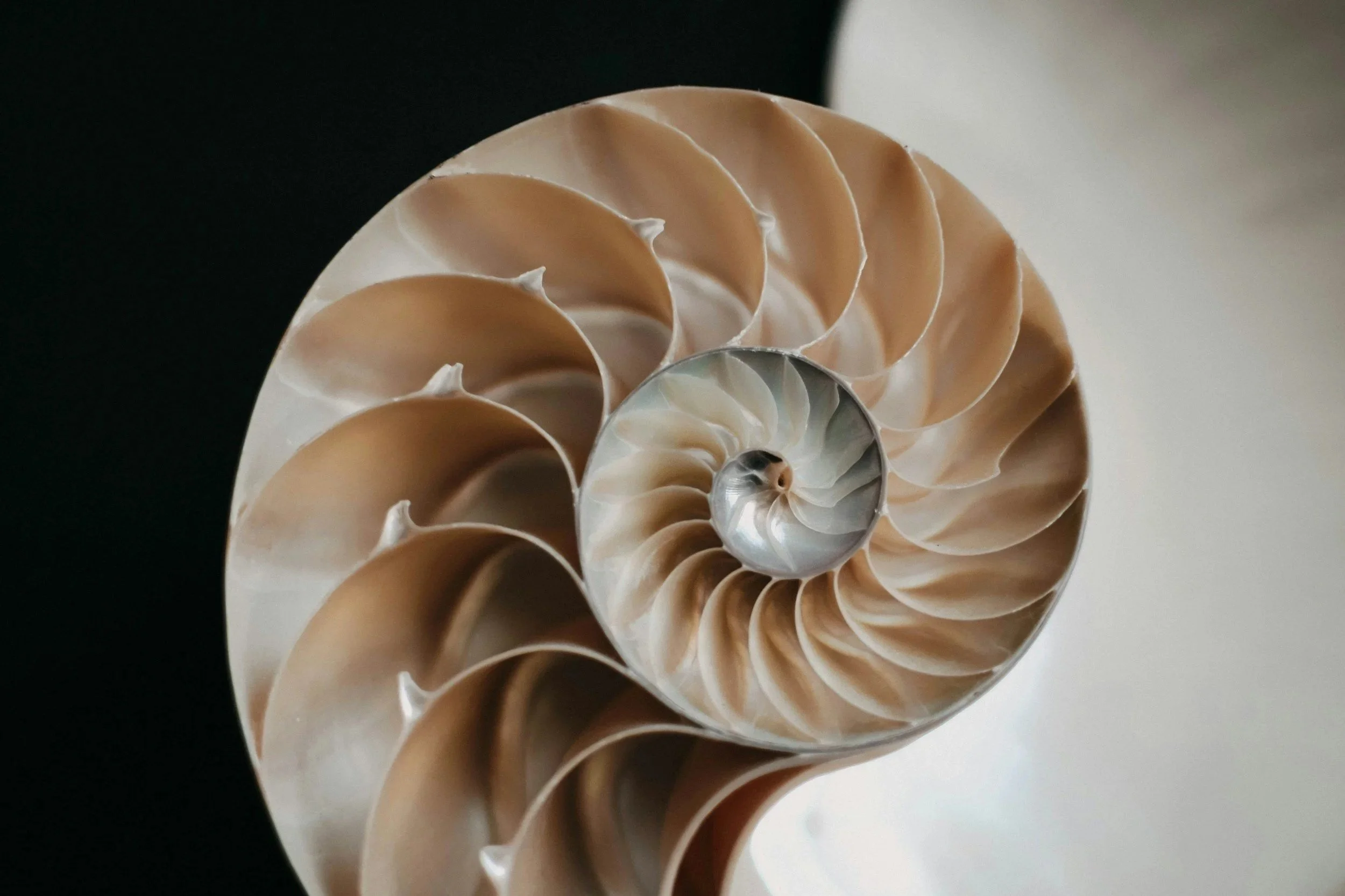 Close-up of a seashell with a spiral pattern and smooth, layered ridges.