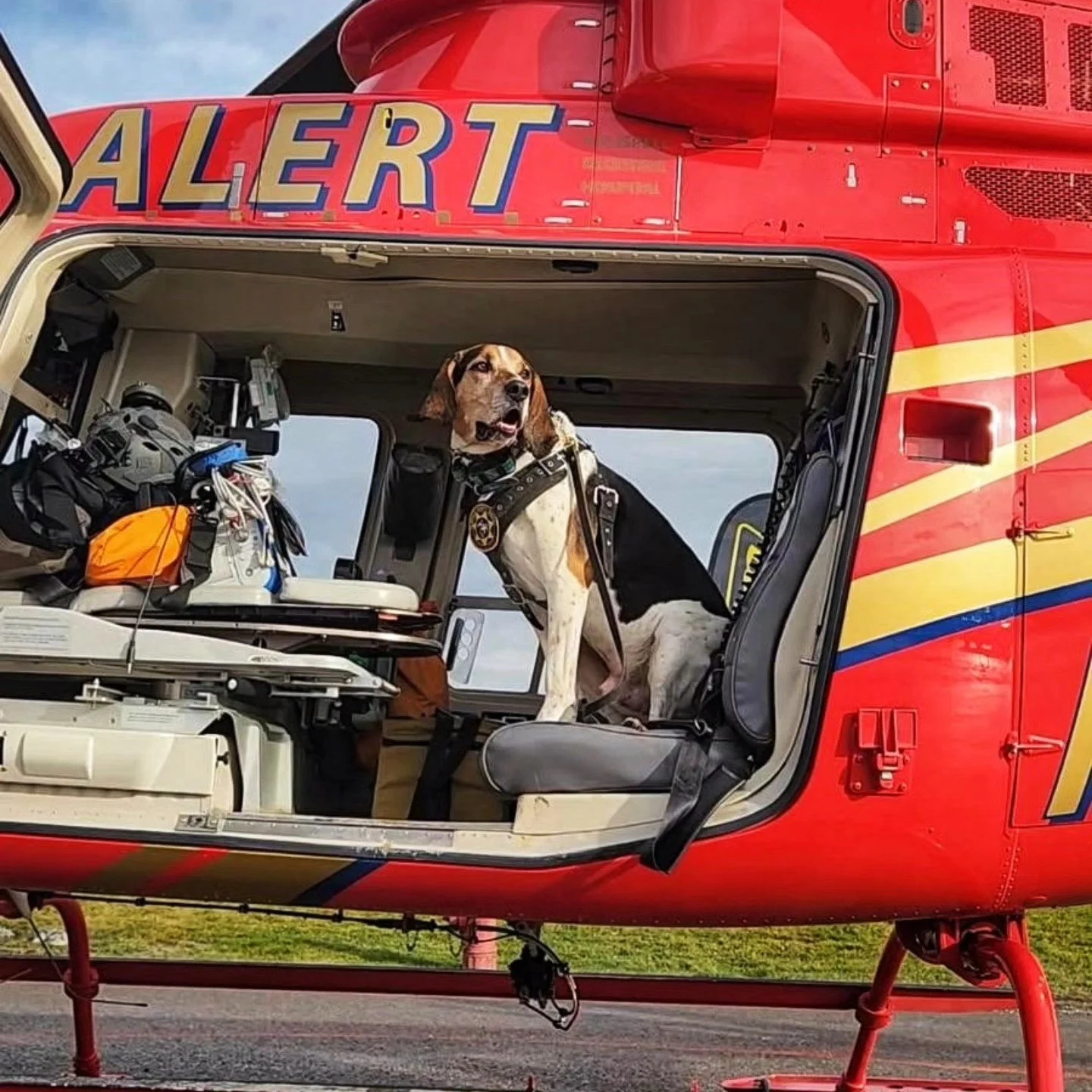 Relief Veterinarian