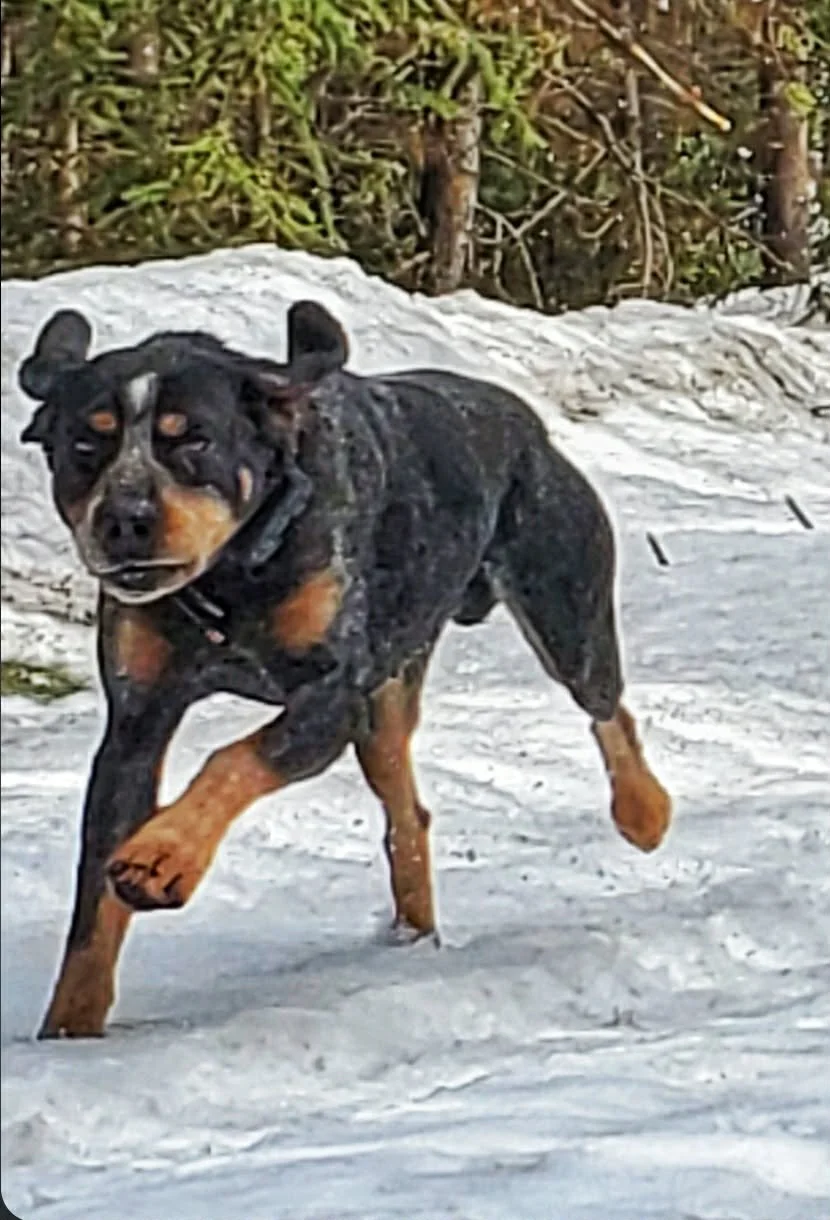 House/Kennel Call