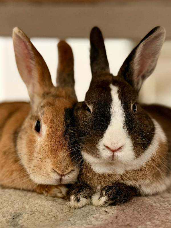 Two rabbits resting closely together, one is light brown and the other is black and white, lying on a carpeted surface indoors.