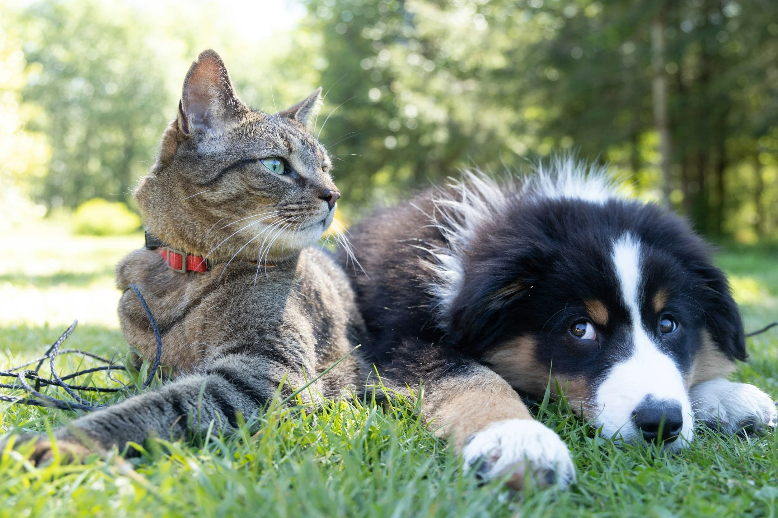 A cat with a red collar lying next to a black and white puppy on the grass with a forest in the background.