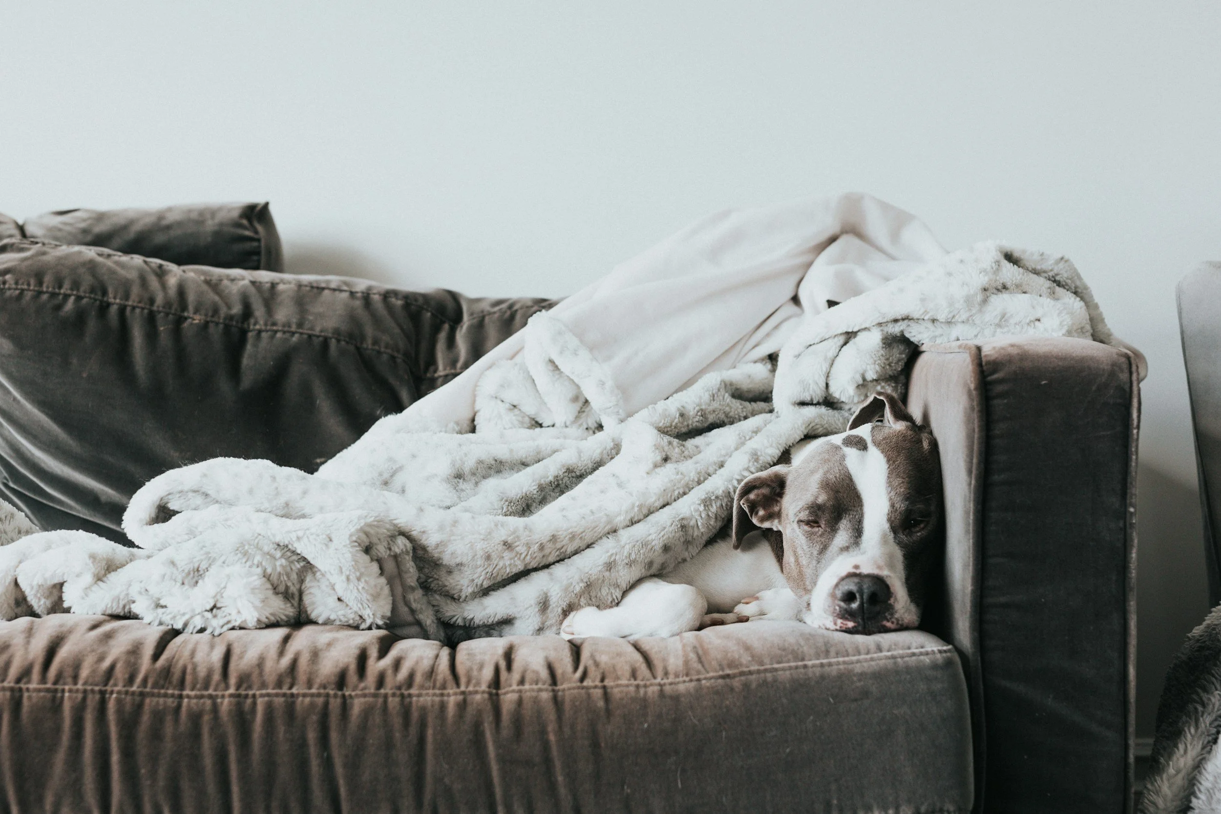 A dog resting on a brown leather couch covered with a white fleece blanket next to a cream-colored blanket, with part of the dog's face visible near the edge of the blanket.