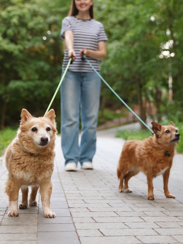 A woman standing on a paved path outdoors, holding the leashes of two small, fluffy dogs. The background features green trees and a bright, natural setting.