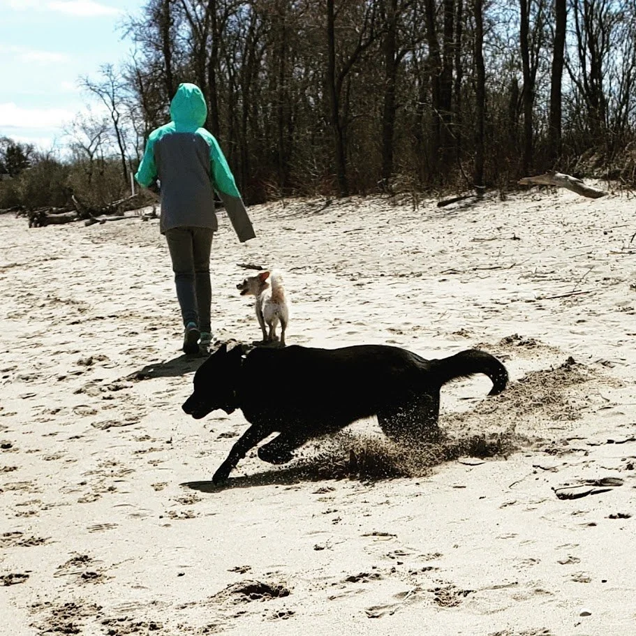 Person walking on sandy beach with two dogs, one small and one large, near wooded area.
