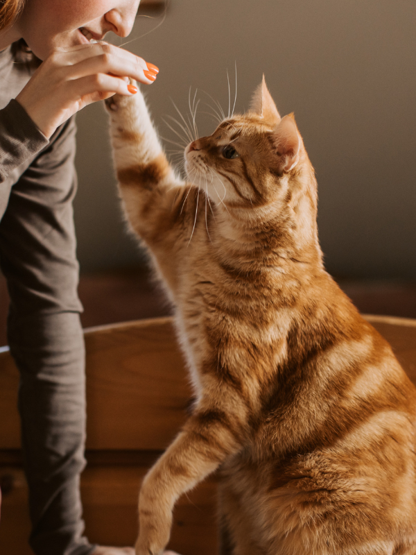 Person and an orange tabby cat playing together indoors.