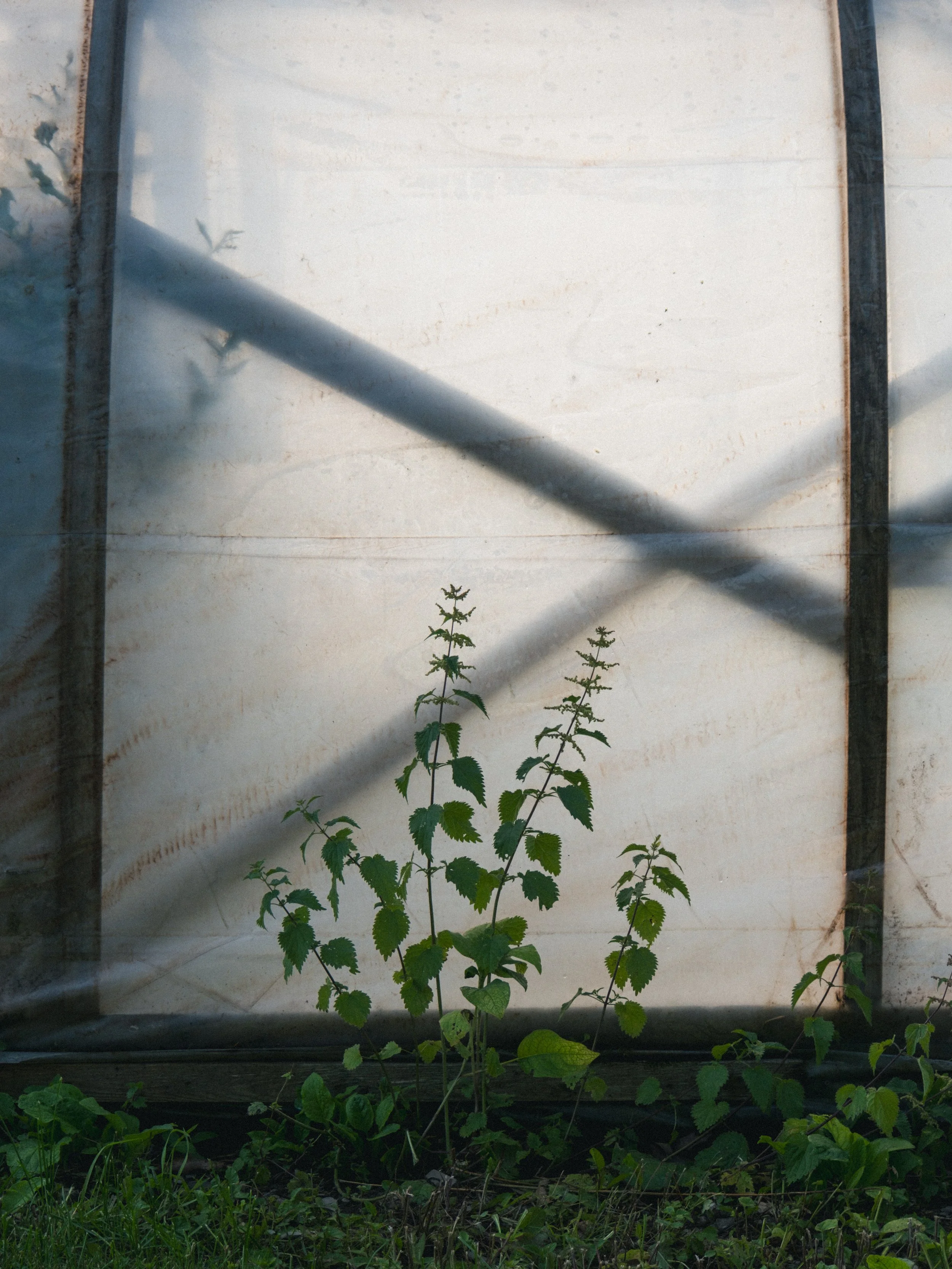 Une jeune plante à feuilles vertes pousse devant une surface en plastique translucide avec une structure en métal noir, probablement une serre ou une toiture de serre.
