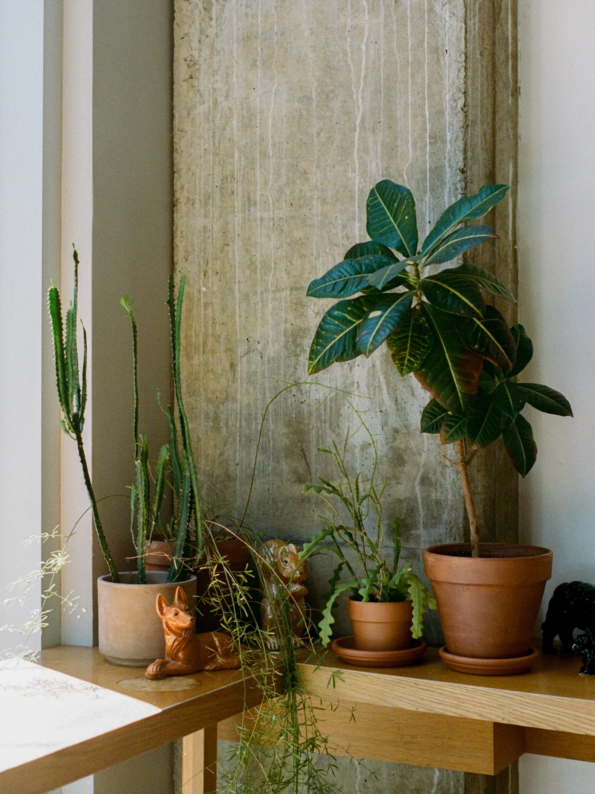 Vase avec plusieurs plantes vertes dans une étagère en bois, contre un mur en béton.