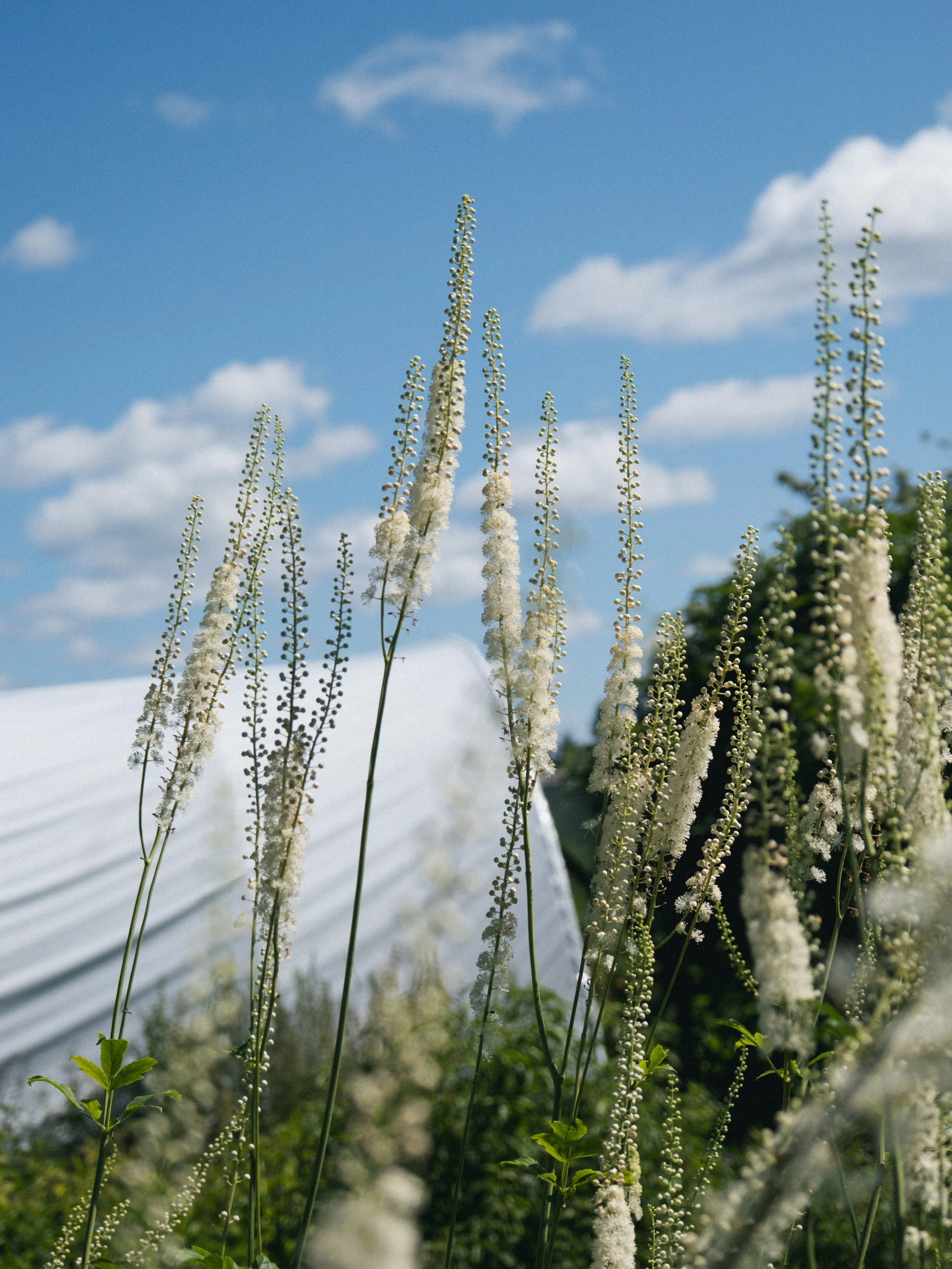 Fleurs blanches en pleine floraison contre un ciel bleu avec quelques nuages.