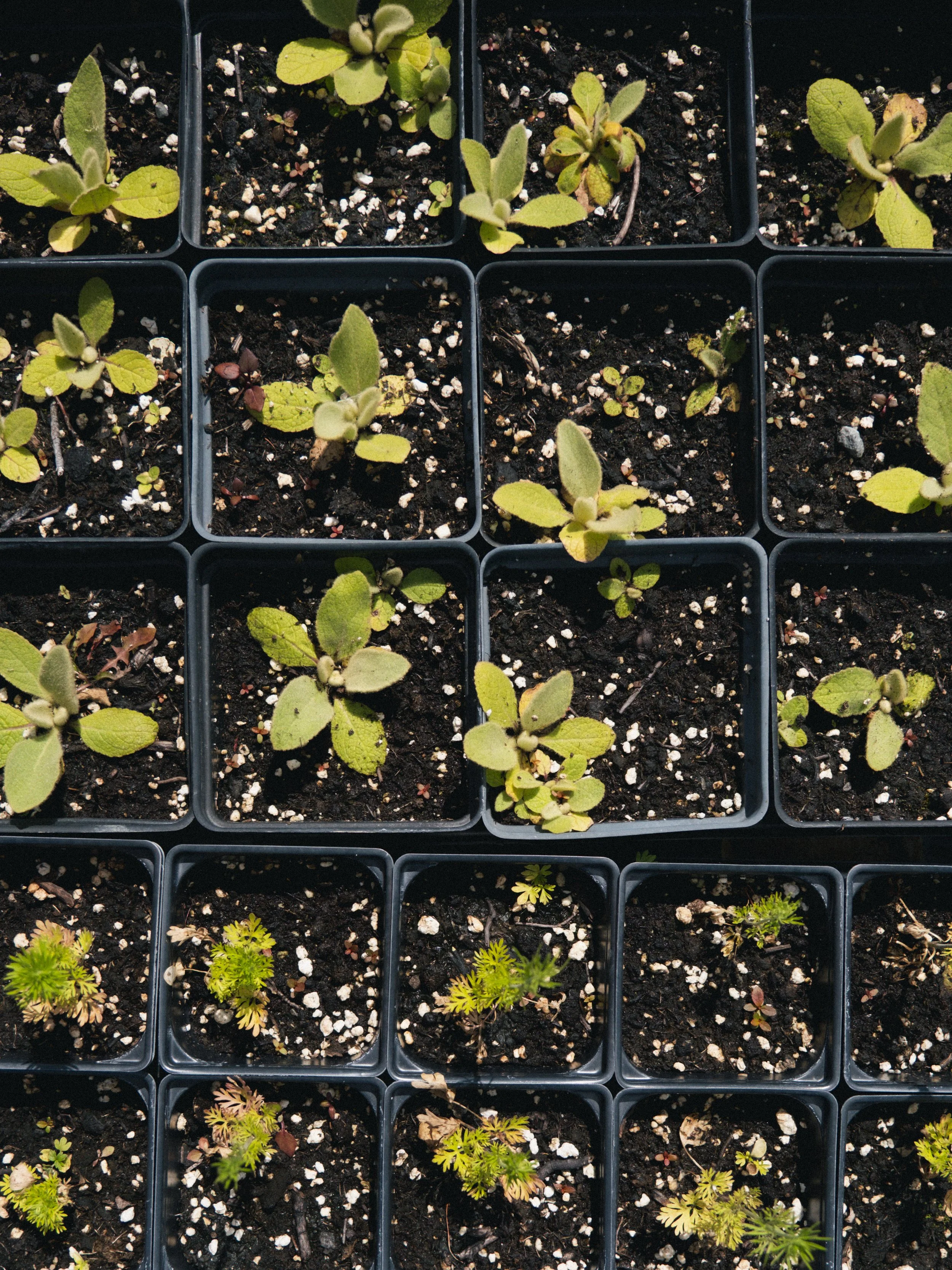Jeunes plants de différentes variétés de plantes en pot, disposés dans un quadrillage.