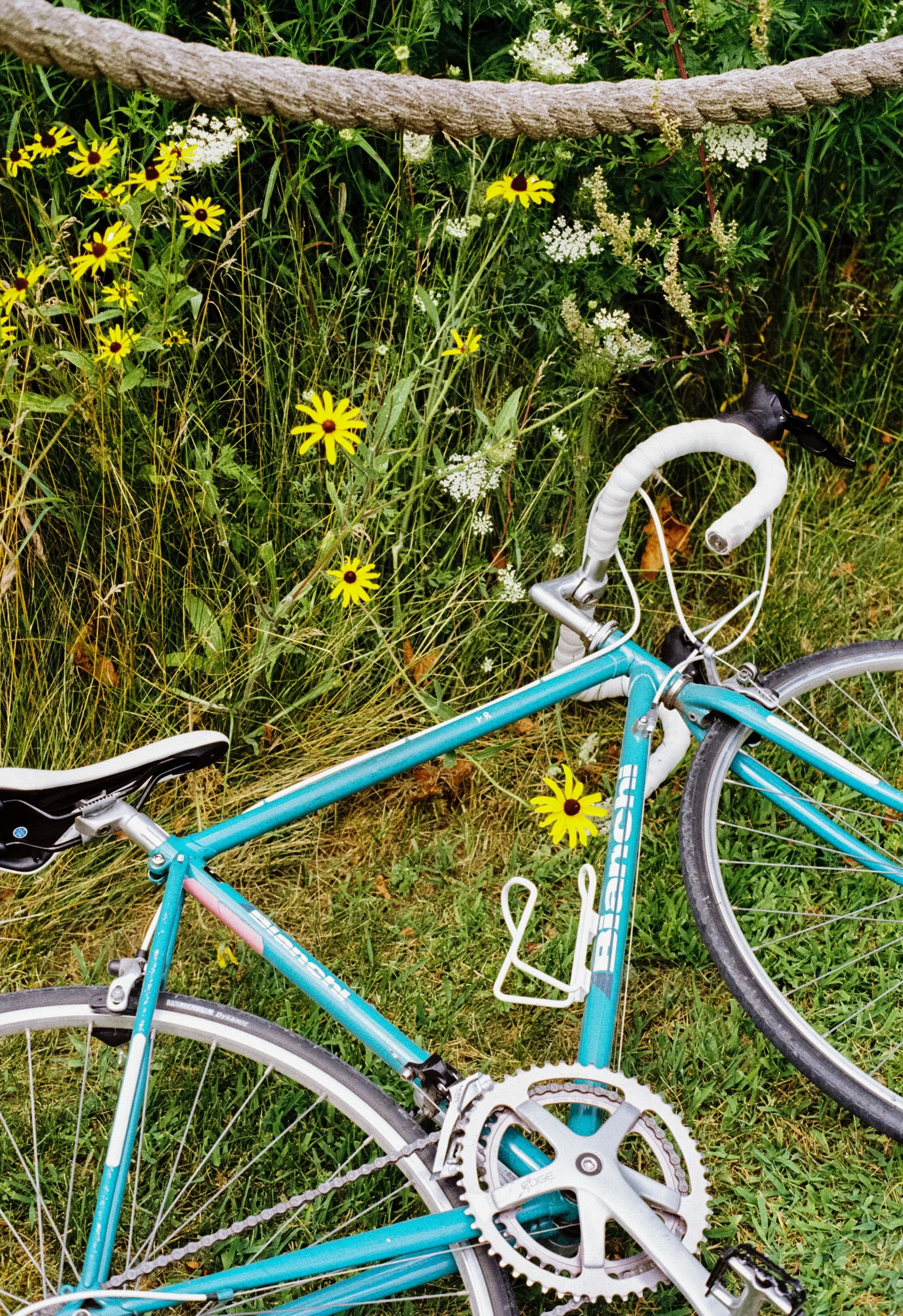 Une bicyclette bleue posée sur de l'herbe avec des fleurs jaunes et blanches en arrière-plan, une corde en haut de l'image.