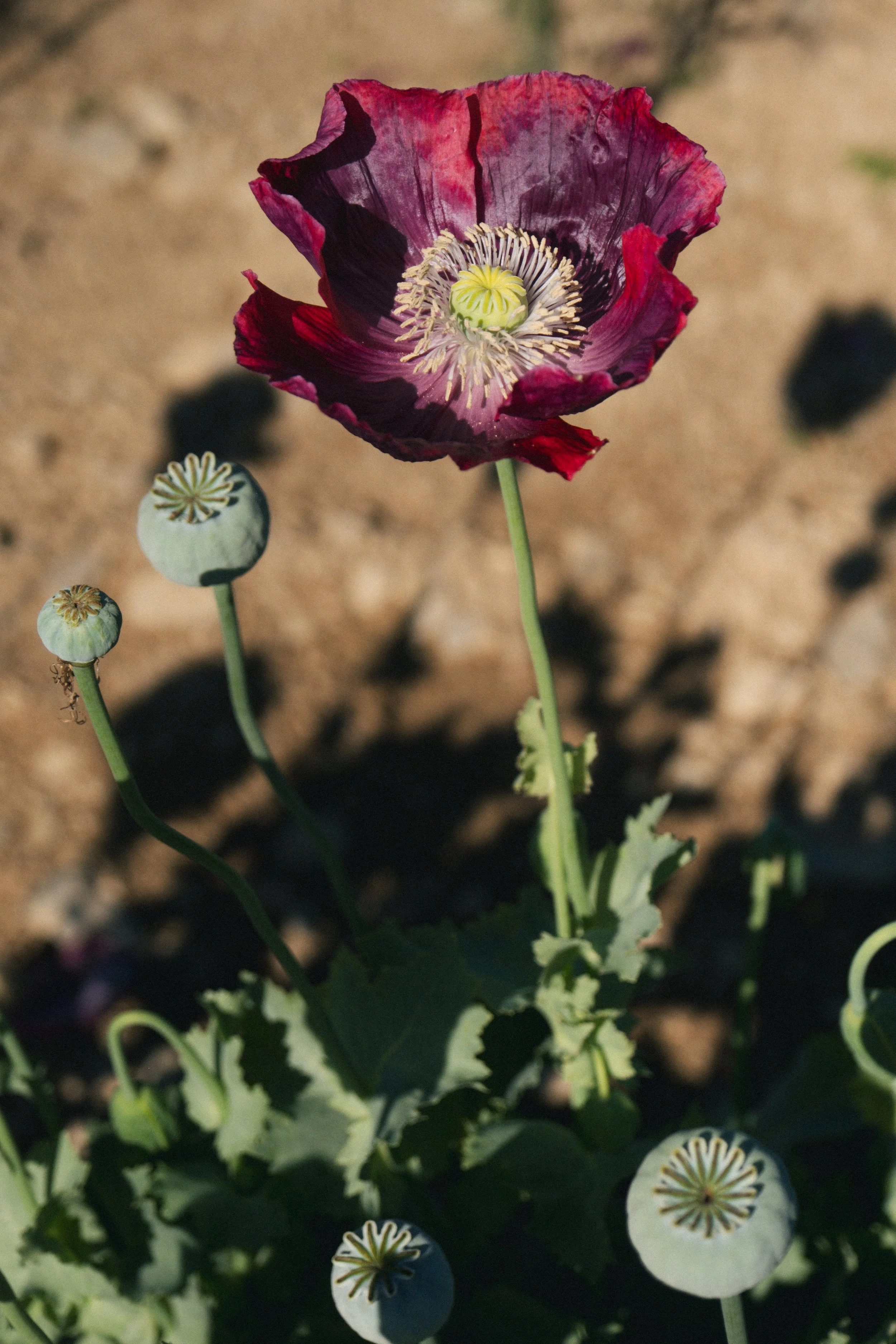 Une fleur de pavot éclatante de couleur rouge foncé avec un centre jaune clair, entourée de fleurs de pavot en bouton et de feuillage vert, dans un environnement en plein soleil.