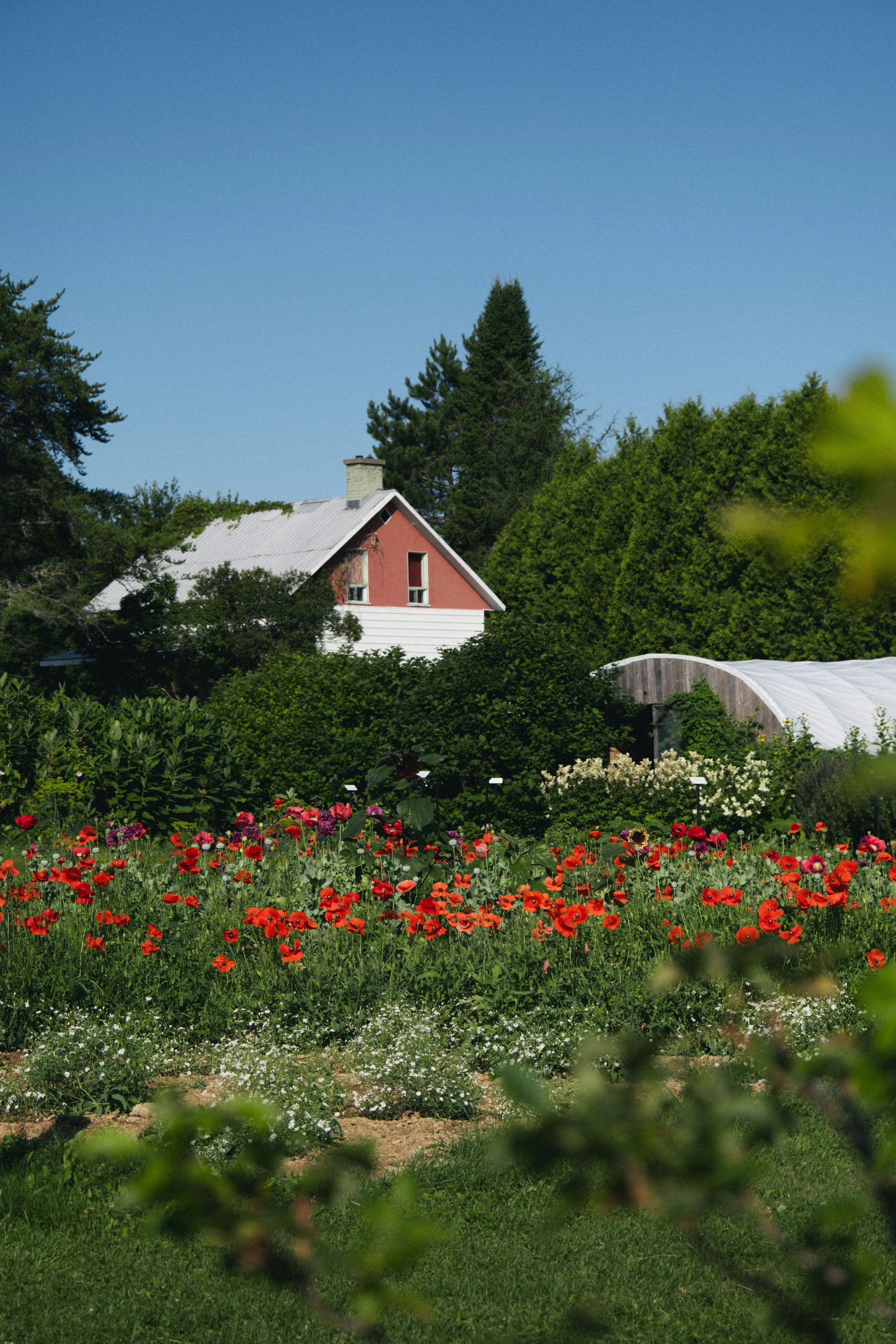 Champ de fleurs colorées en premier plan, maison en arrière-plan entourée d'arbres, ciel bleu clair et sans nuages.
