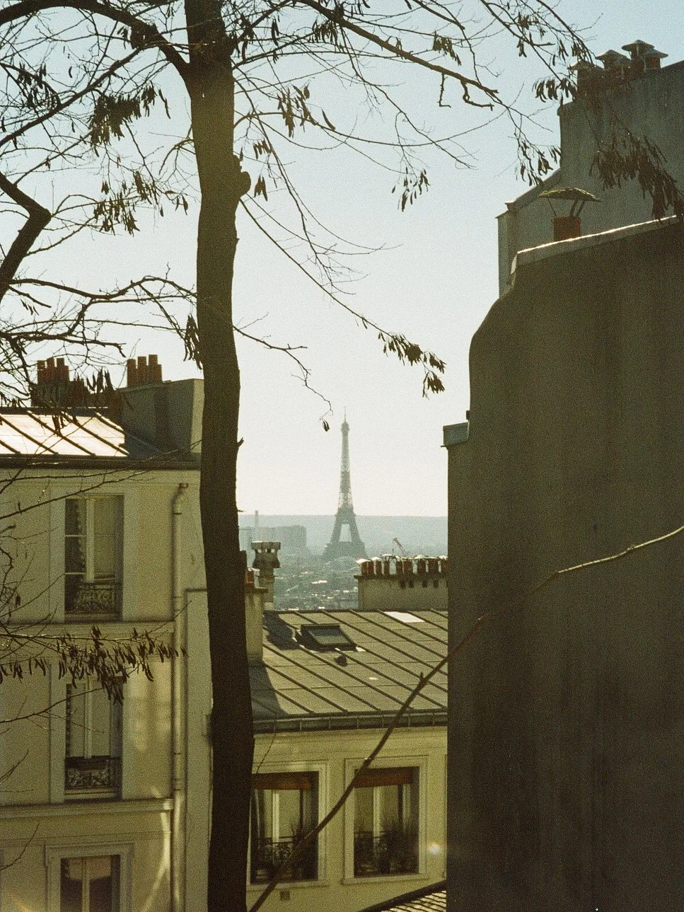 Vue urbaine avec immeubles et un arbre en premier plan, et la Tour Eiffel en arrière-plan, sous un ciel clair.