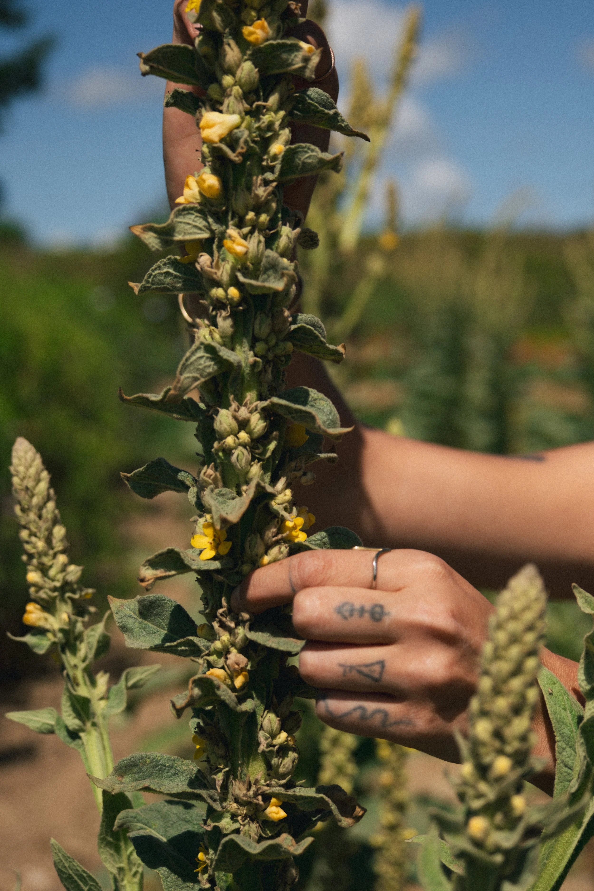 Une personne tenant une tige de plante à fleurs jaunes dans un champ en plein air, avec un peu de ciel bleu en arrière-plan.
