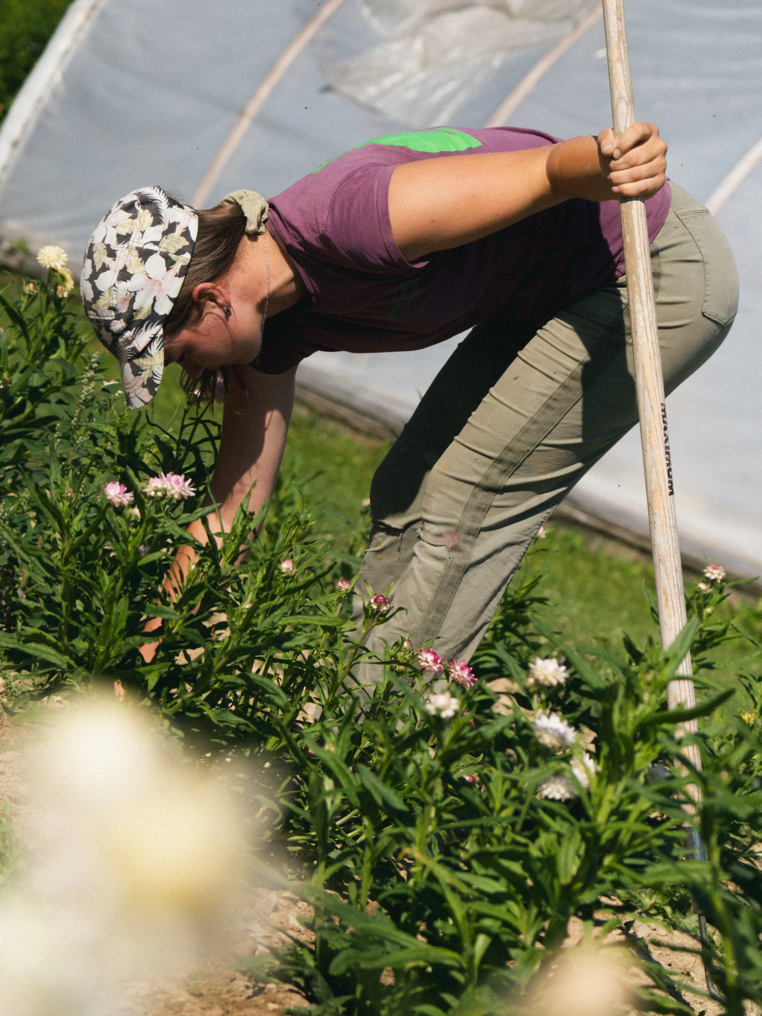 Une personne en train de cueillir des fleurs dans un champ de fleurs colorées, portant un chapeau à motifs et un pantalon beige, sous une serre ou une structure de protection.