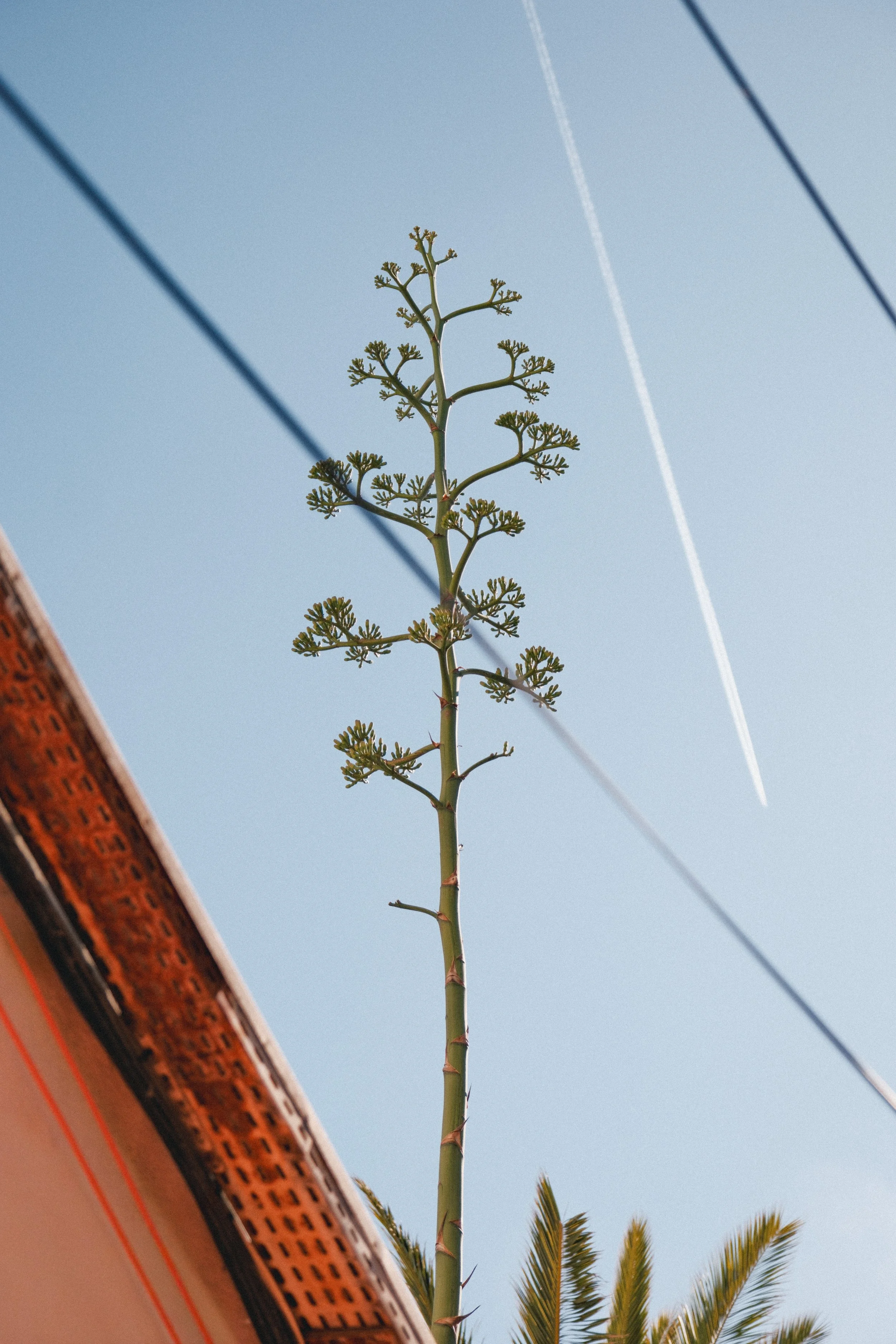 Une plante grimpante haute avec des branches en forme d'arbre sous un ciel bleu.