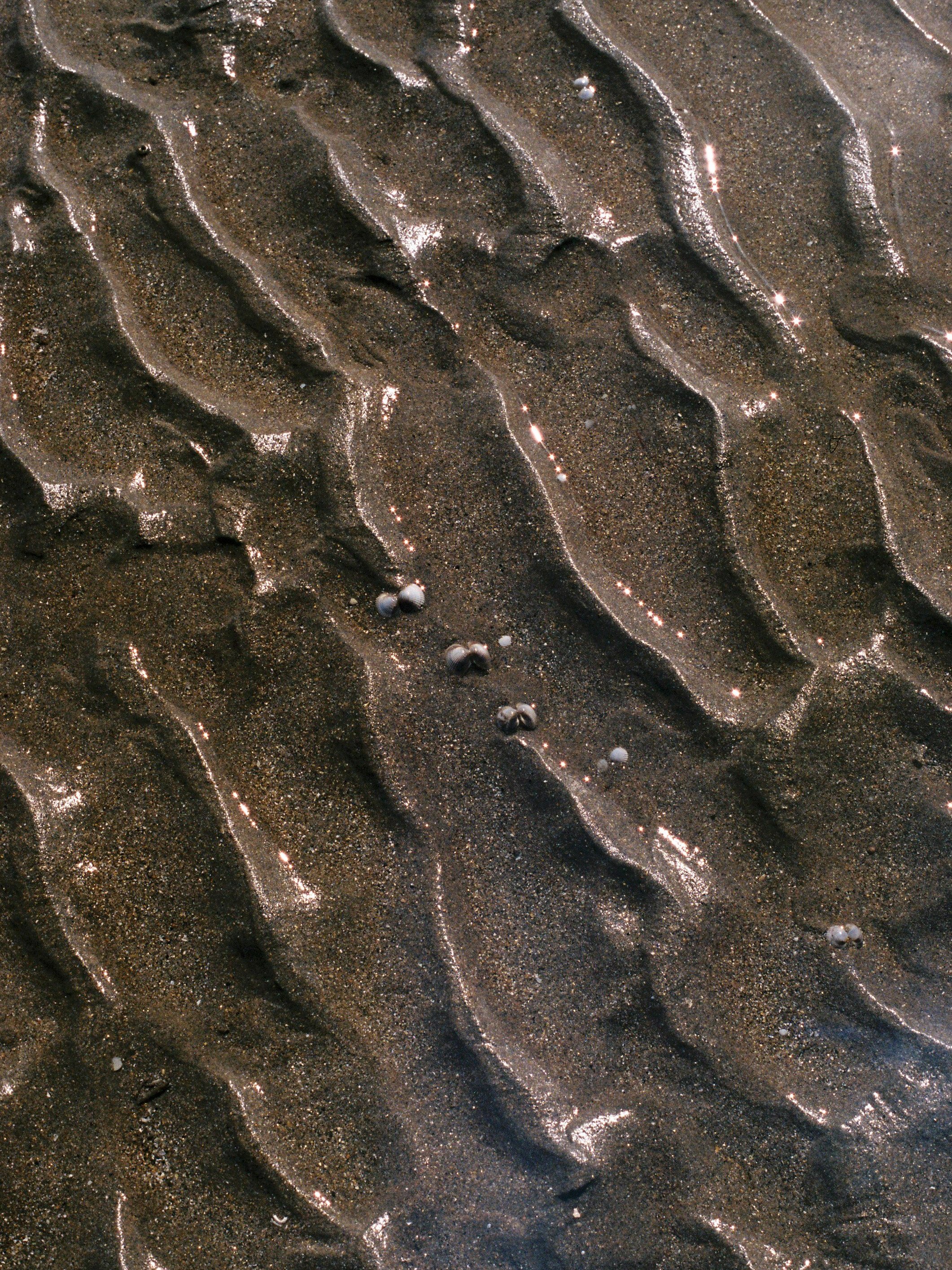Sable humide et brillant avec des petites coquilles