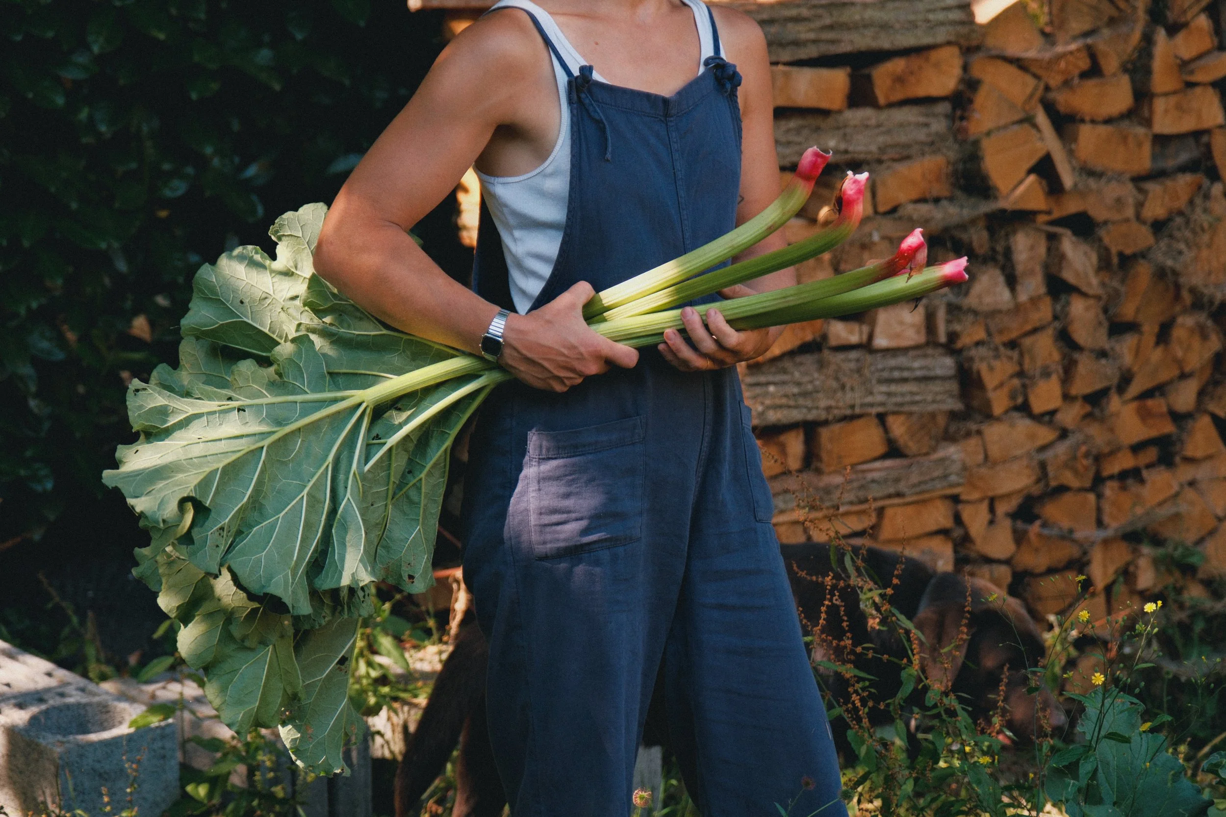 Une personne tient un bouquet de rhubarbe dans un jardin, portant un jean et un tablier bleu, avec un mur en bois en arrière-plan.