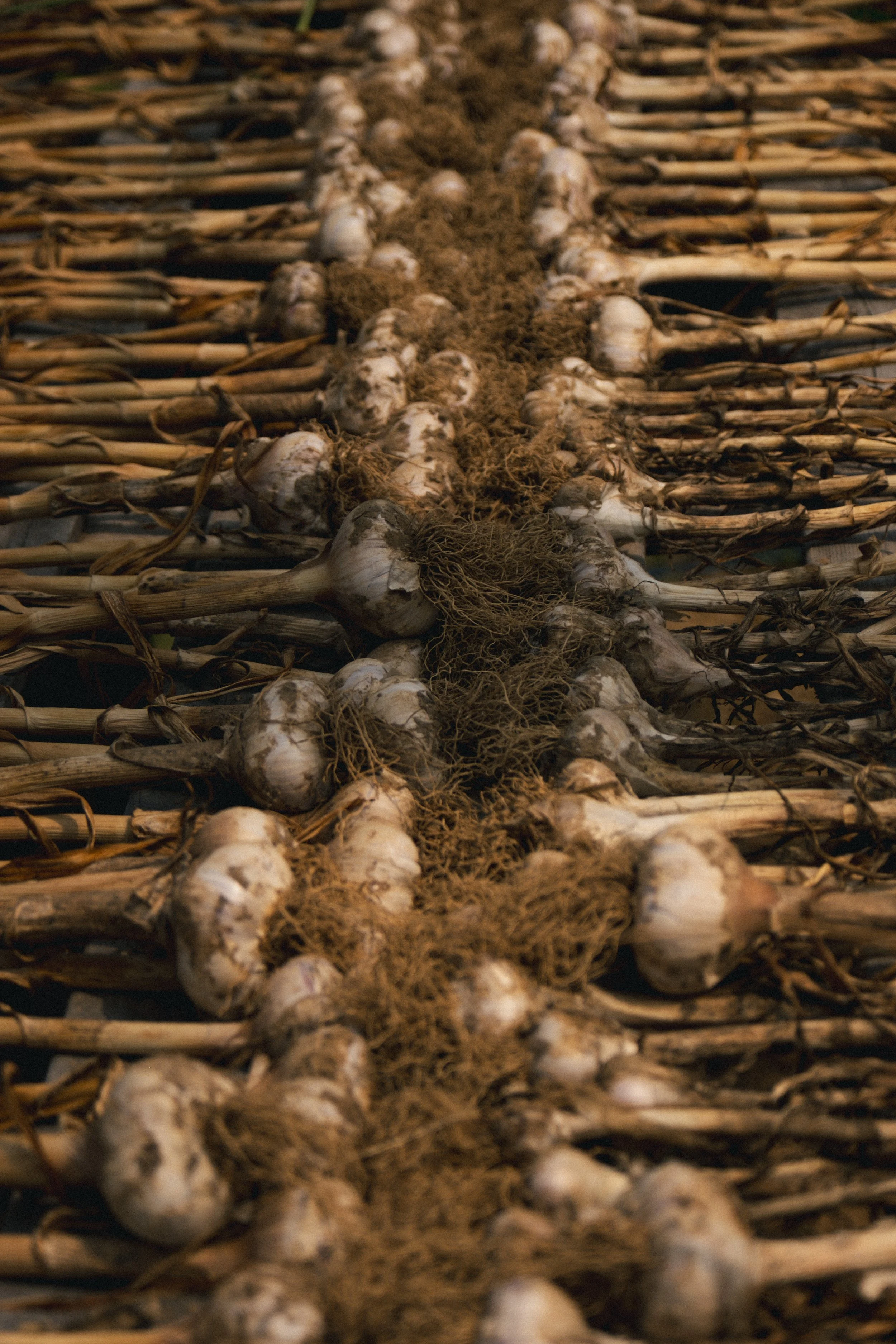 Pelures d'ail alignées sur une surface en bois avec du terreau au centre.