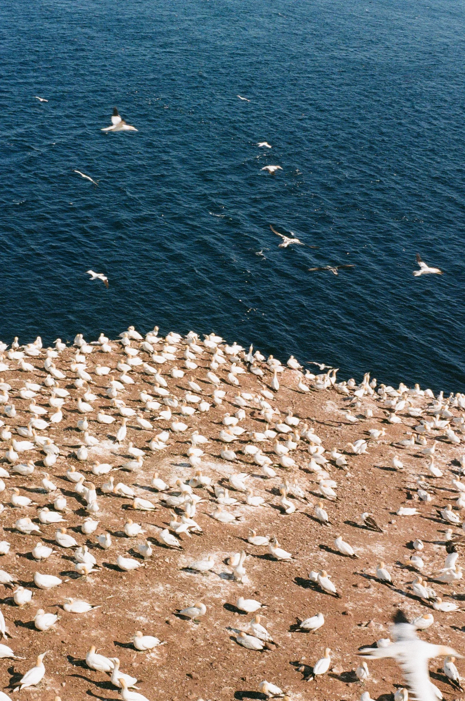 Colonnes de mouettes blanches posées sur la terre en premier plan, au bord de l'eau bleue en fond, avec des mouettes en vol au-dessus de l'eau.