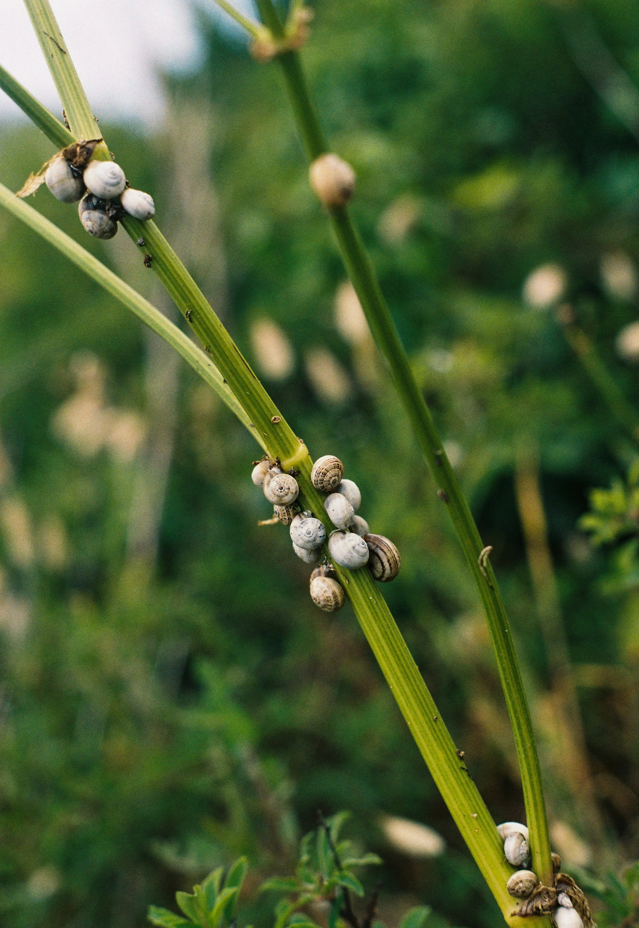Gros plan d'une tige végétale avec des petits escargots blancs accrochés dessus, fond flou de végétation verte.