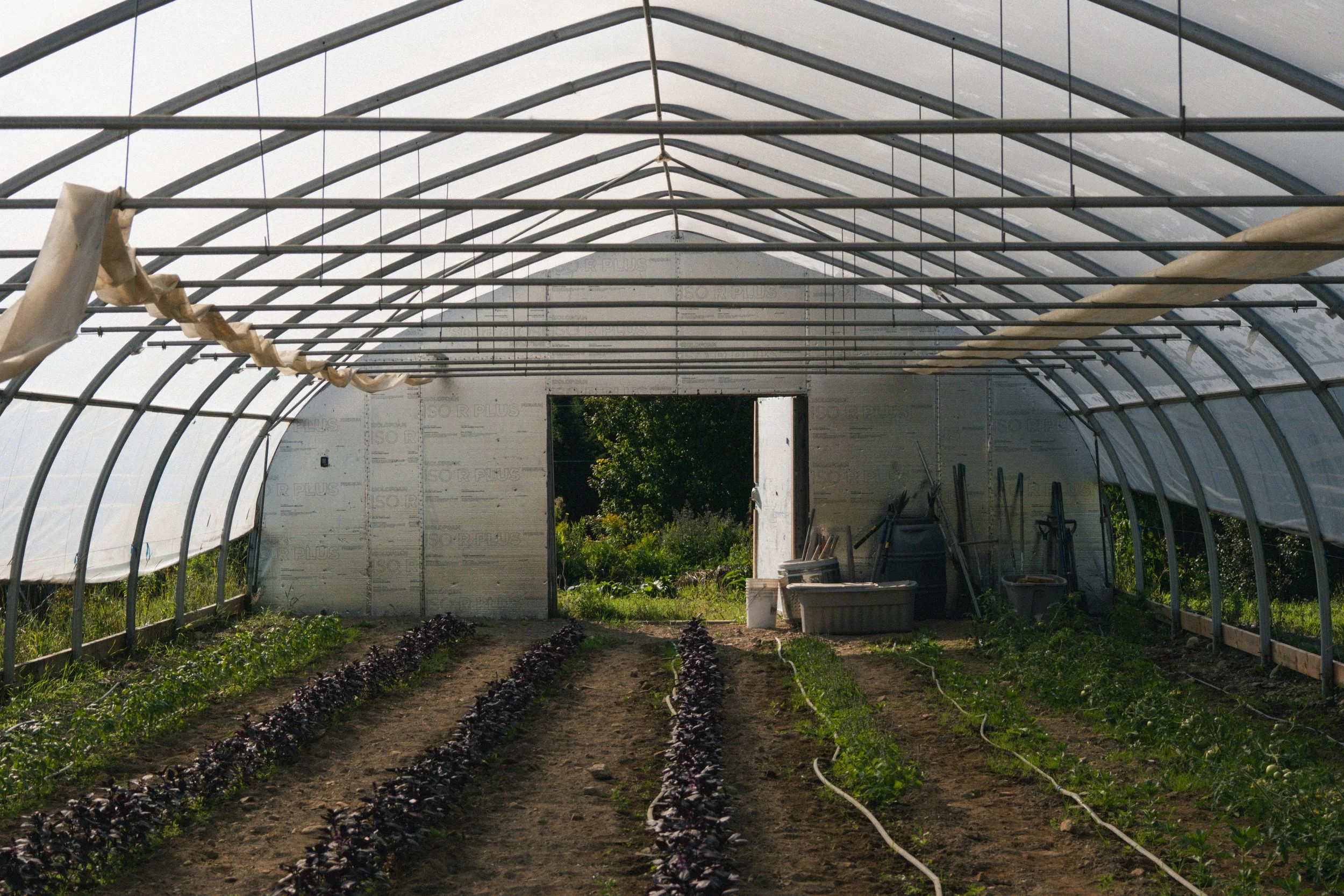 L'intérieur d'une serre en construction avec une structure en acier et des murs recouverts de film plastique, avec des rangées de légumes verts en croissance dans le sol.