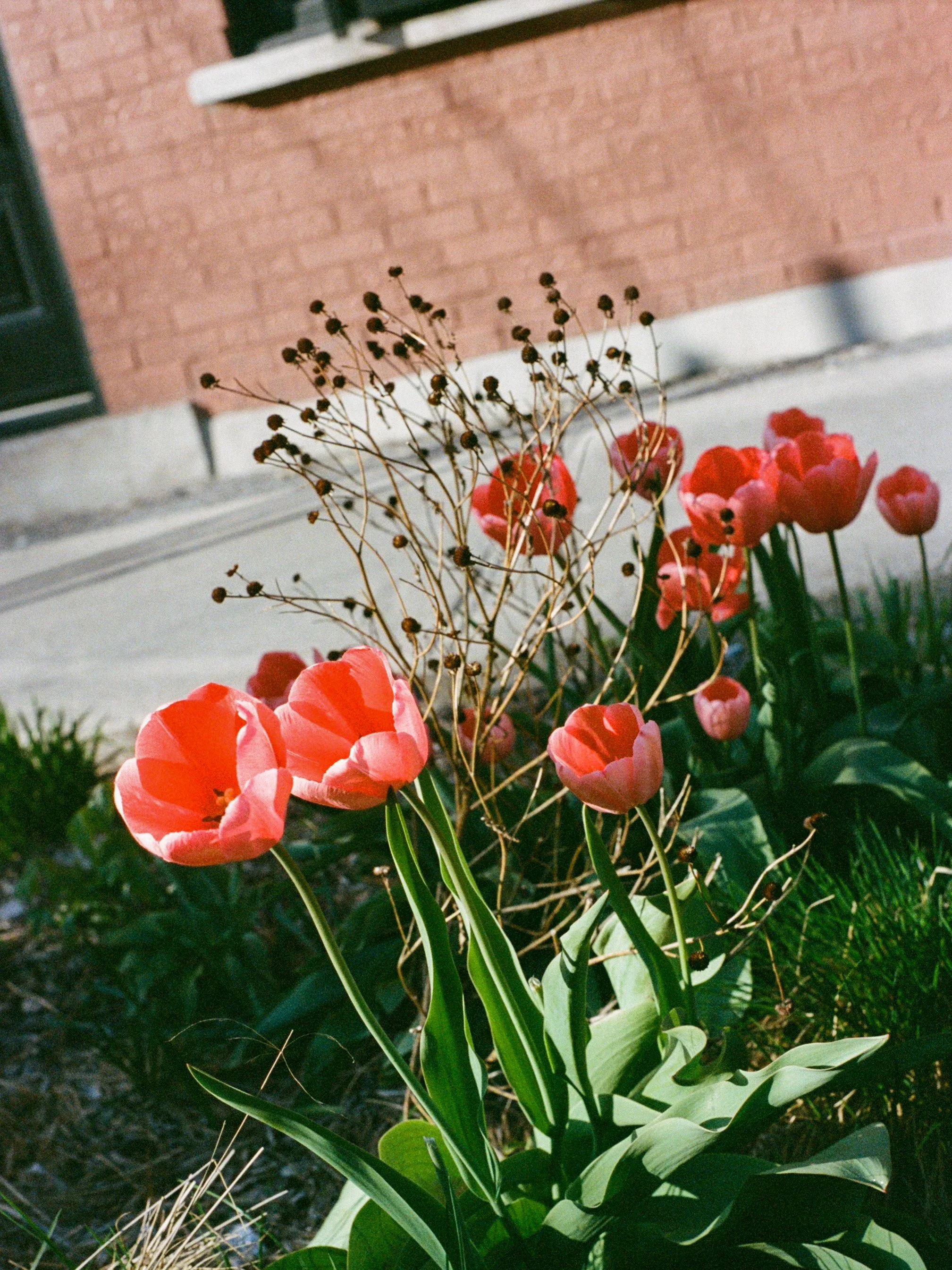 Des fleurs de tulipes roses dans un jardin devant un mur en brique rouge, avec une plante à tiges sèches à côté.