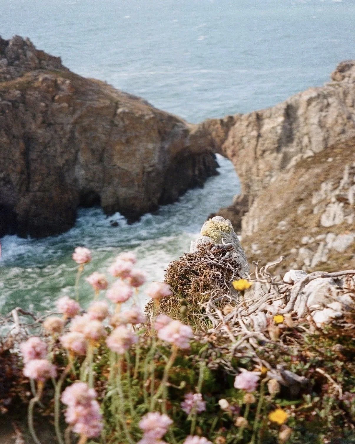 Photo d'une formation rocheuse naturelle près de la mer, avec des fleurs sauvages en premier plan.