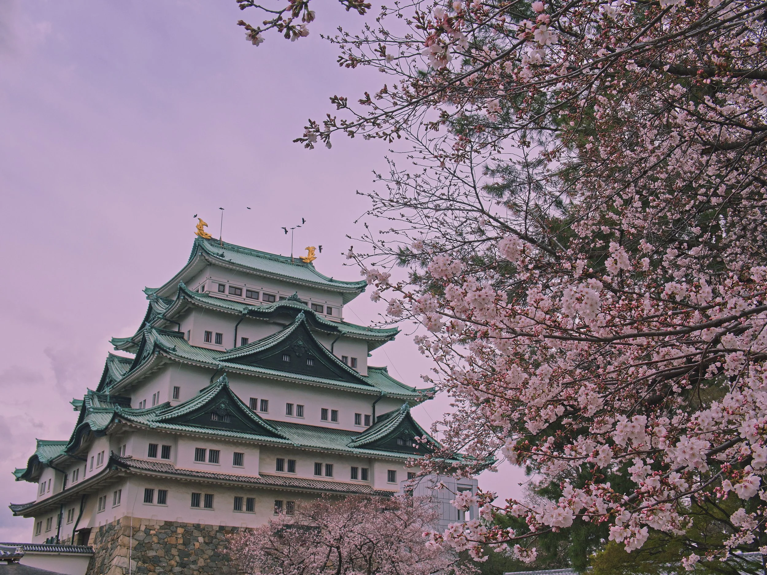 A traditional Japanese castle with a pagoda roof, topped with decorative golden elements, surrounded by cherry blossoms in full bloom and a pinkish-purple sky.