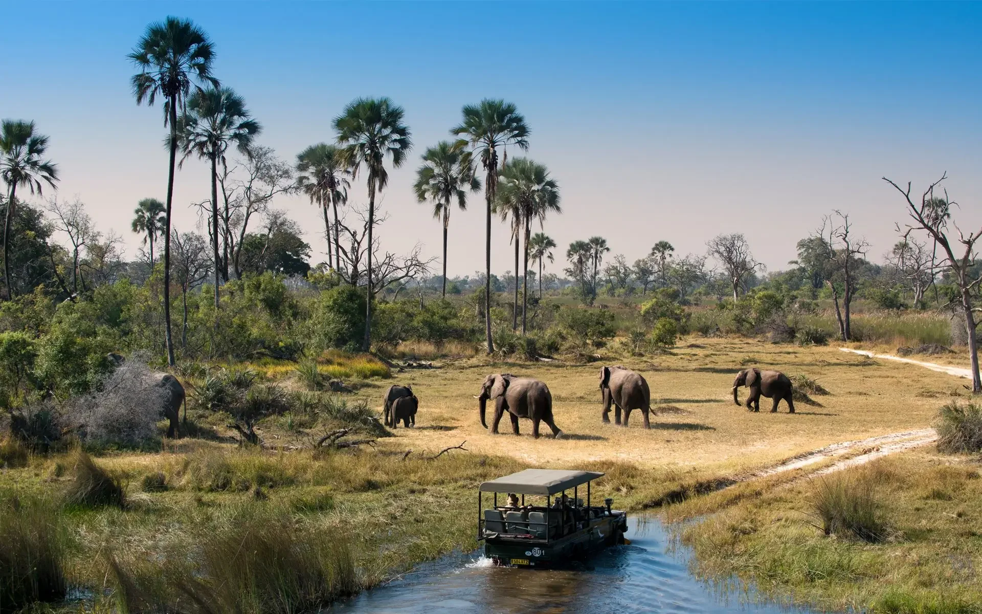 A safari scene featuring an open-top vehicle driving through a river, with elephants on the riverbank and tall palm trees in the background under a clear blue sky.