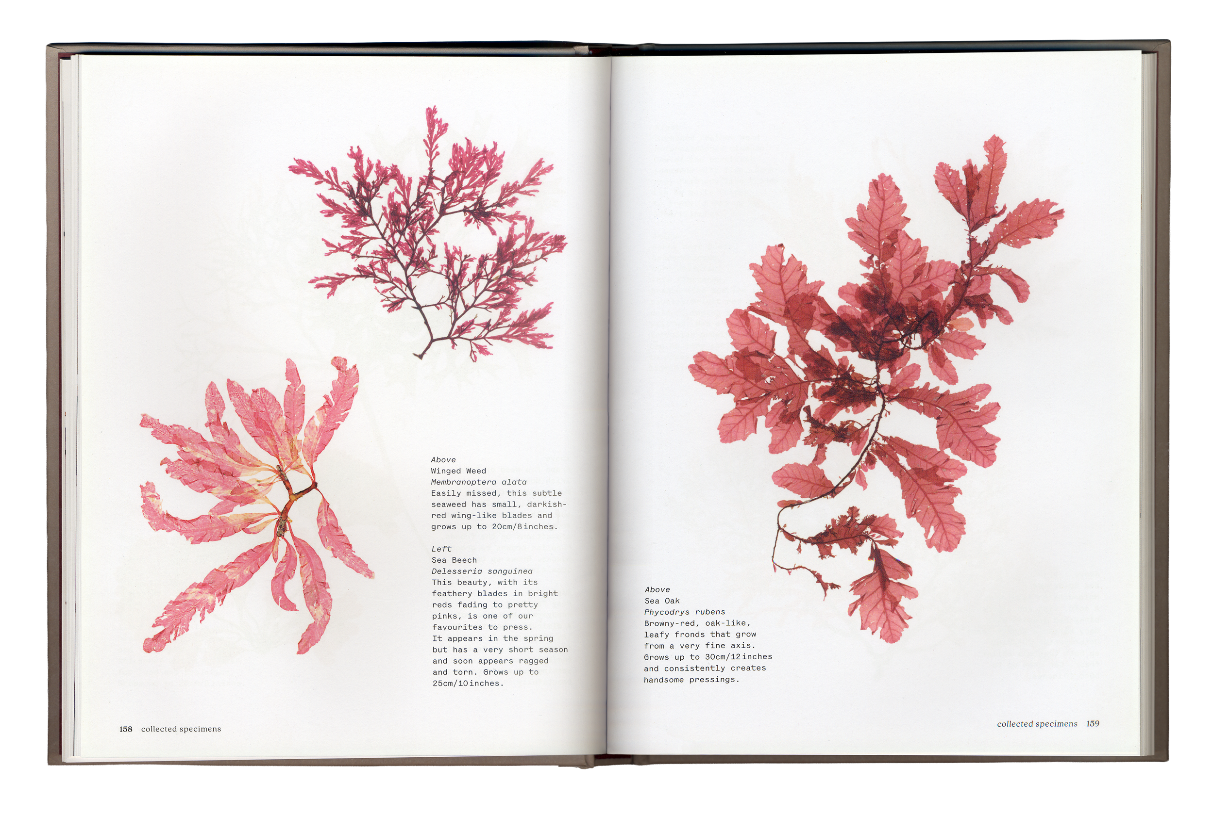 Seaweed-Spread-6.png