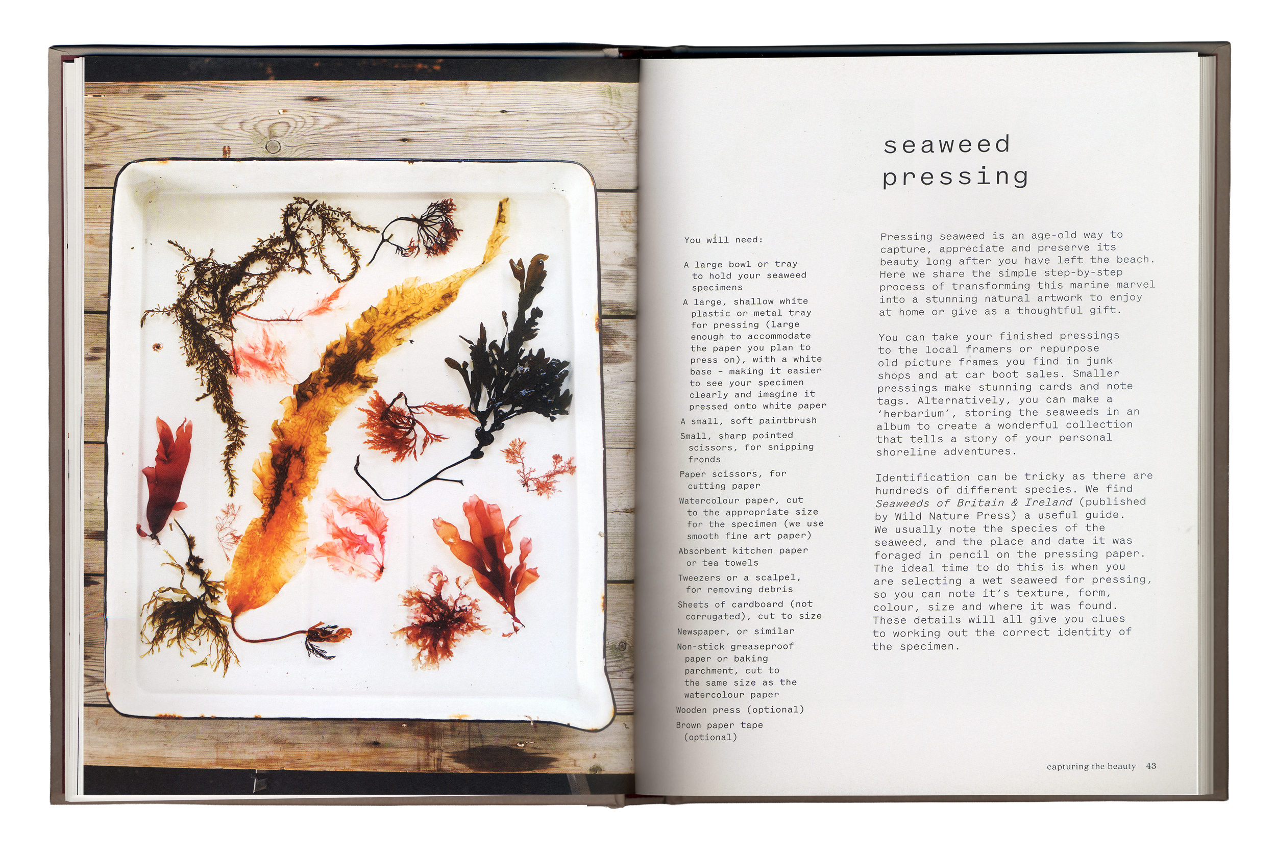 Seaweed-Spread-3.png