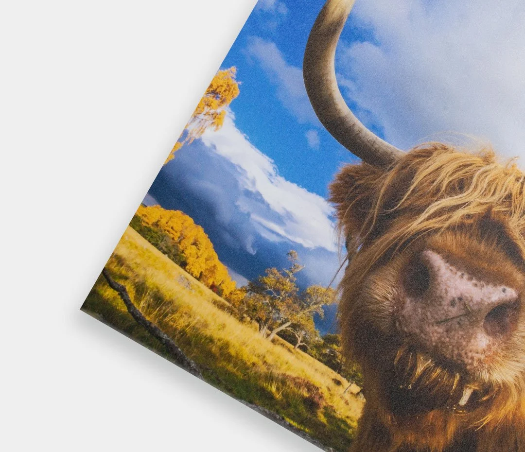 Close-up of a Highland cow with a background of trees, grass, and a blue sky with clouds.