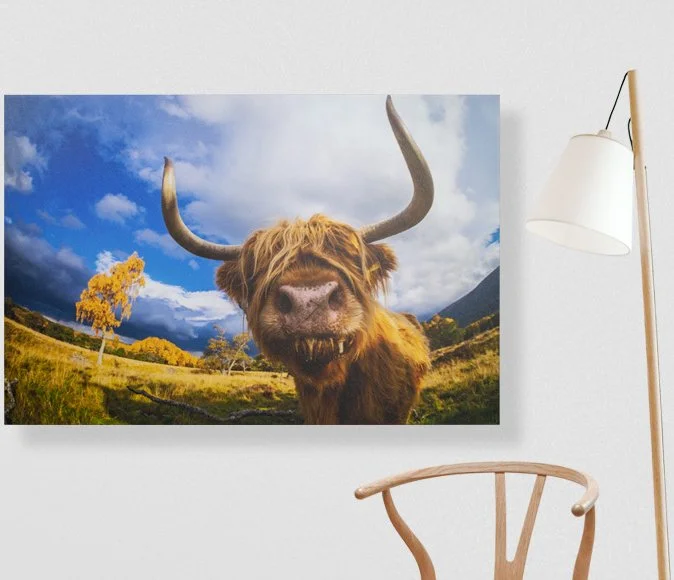 A large wall poster of a Highland cow with wide horns, standing in a grassy field with trees and mountains under a partly cloudy sky.