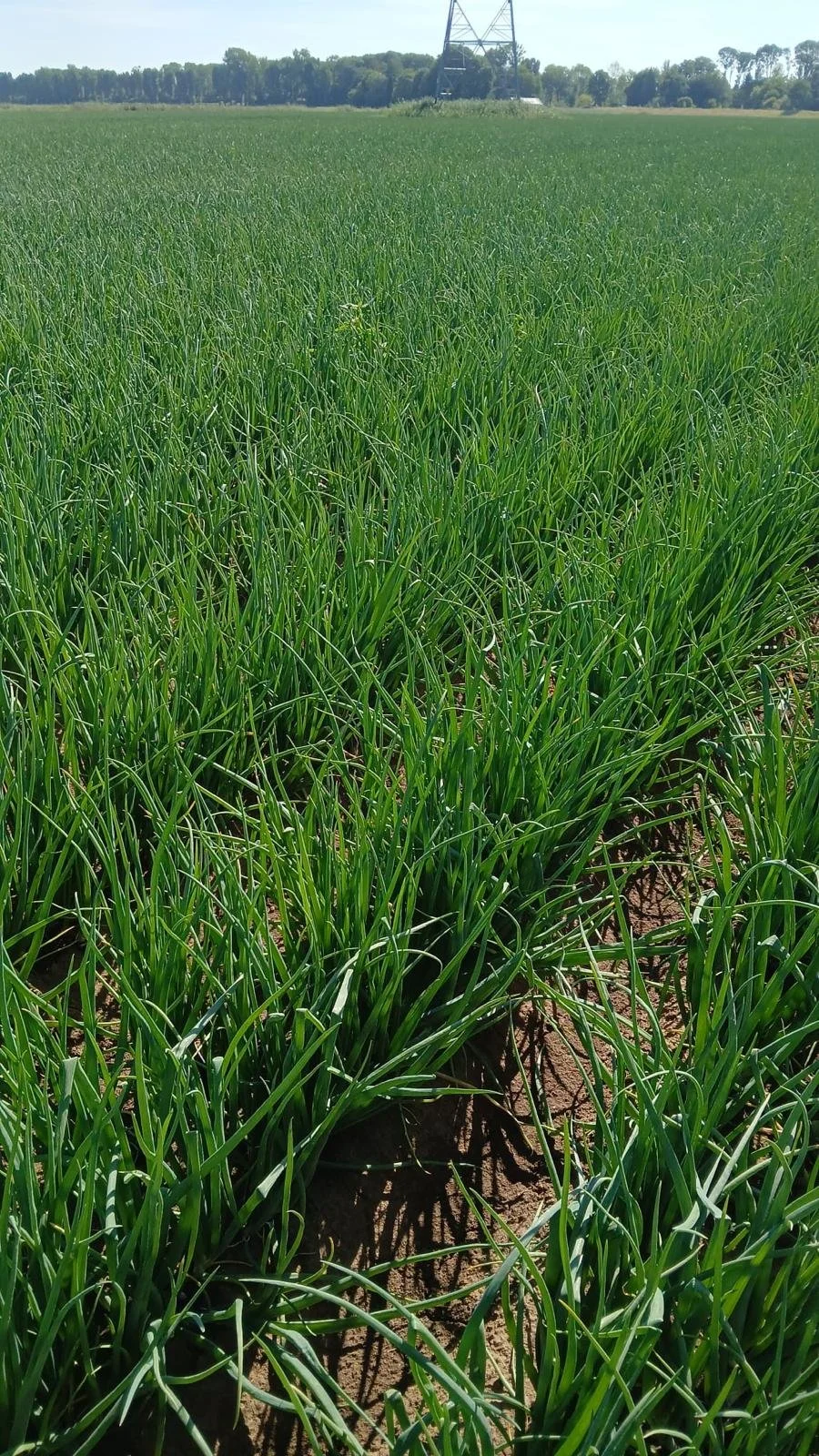 Groen veld waar uien verbouwd worden.