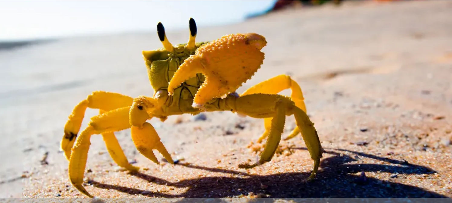 Advice to an Emerging Leader: Navigating Crabs in a Bucket