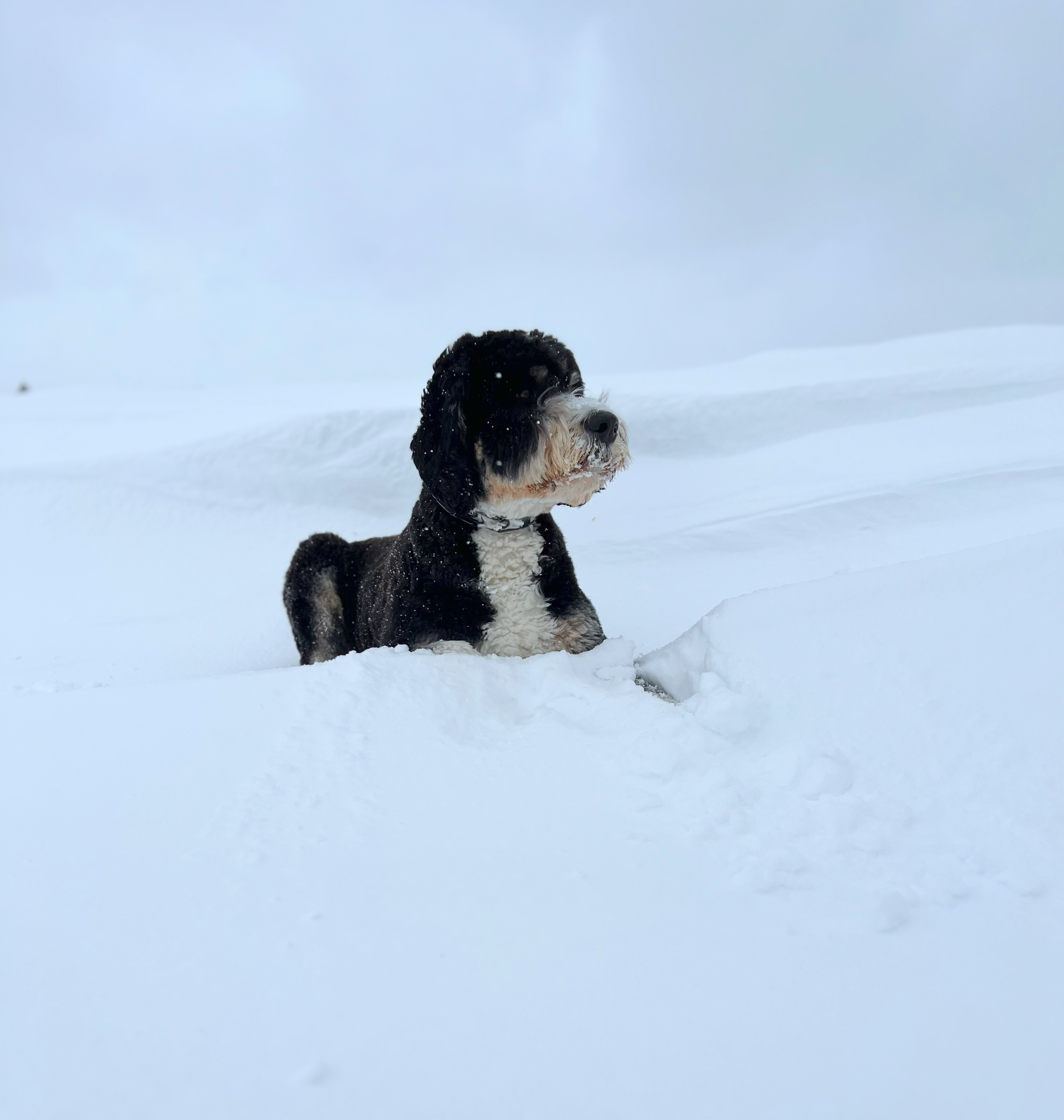 George sitting in the snow