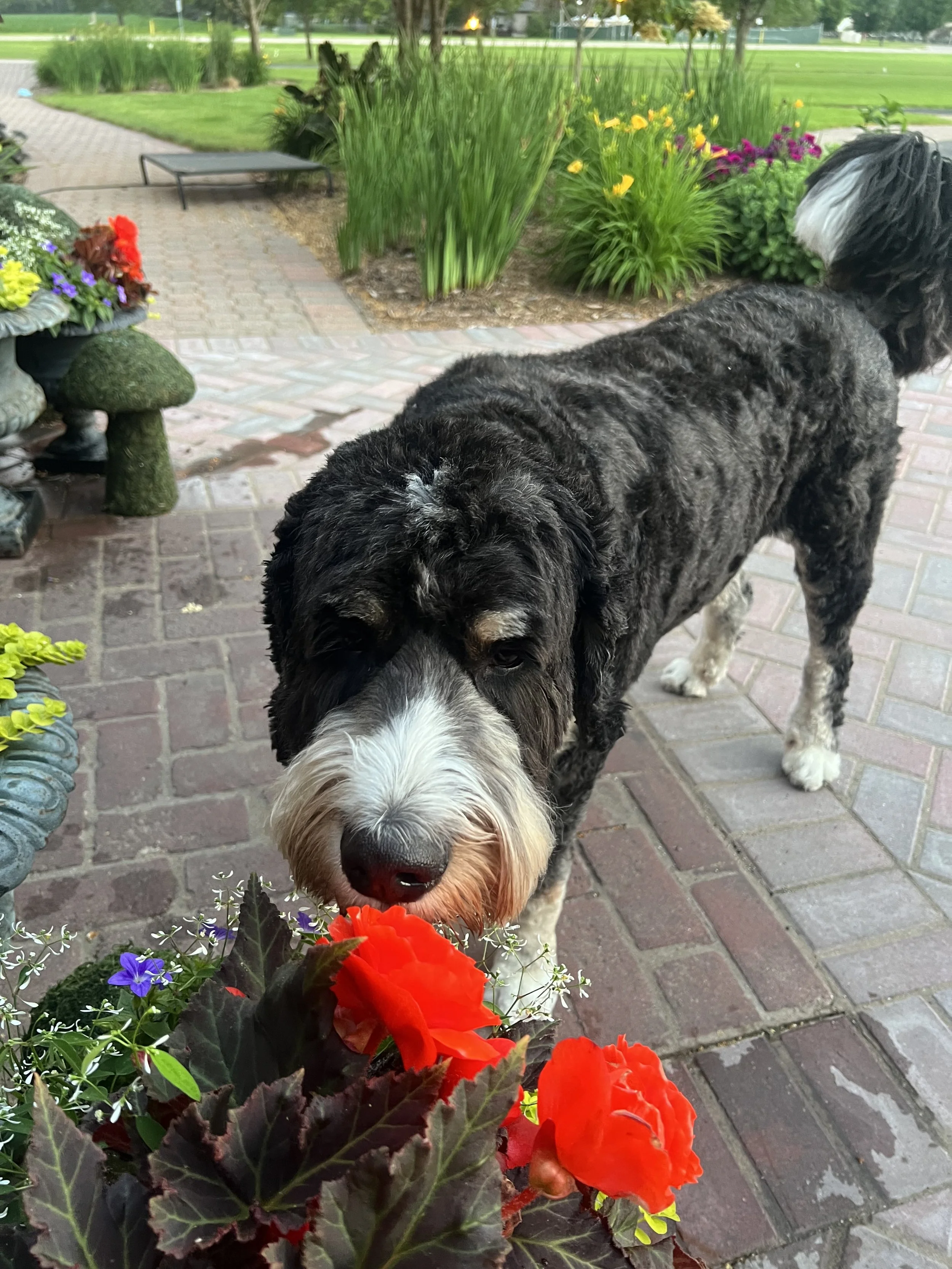 George smelling the roses