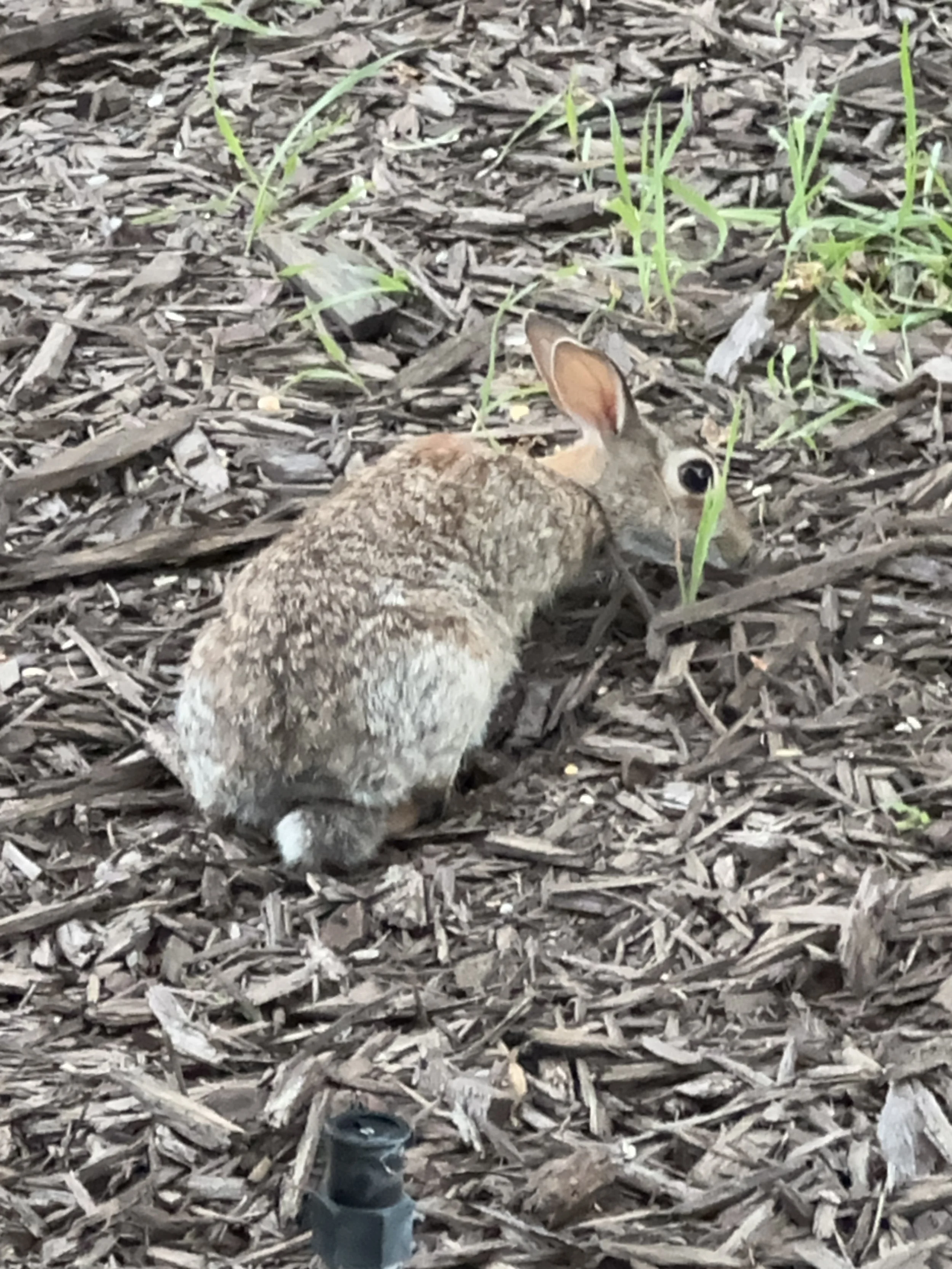 bunnies everywhere 