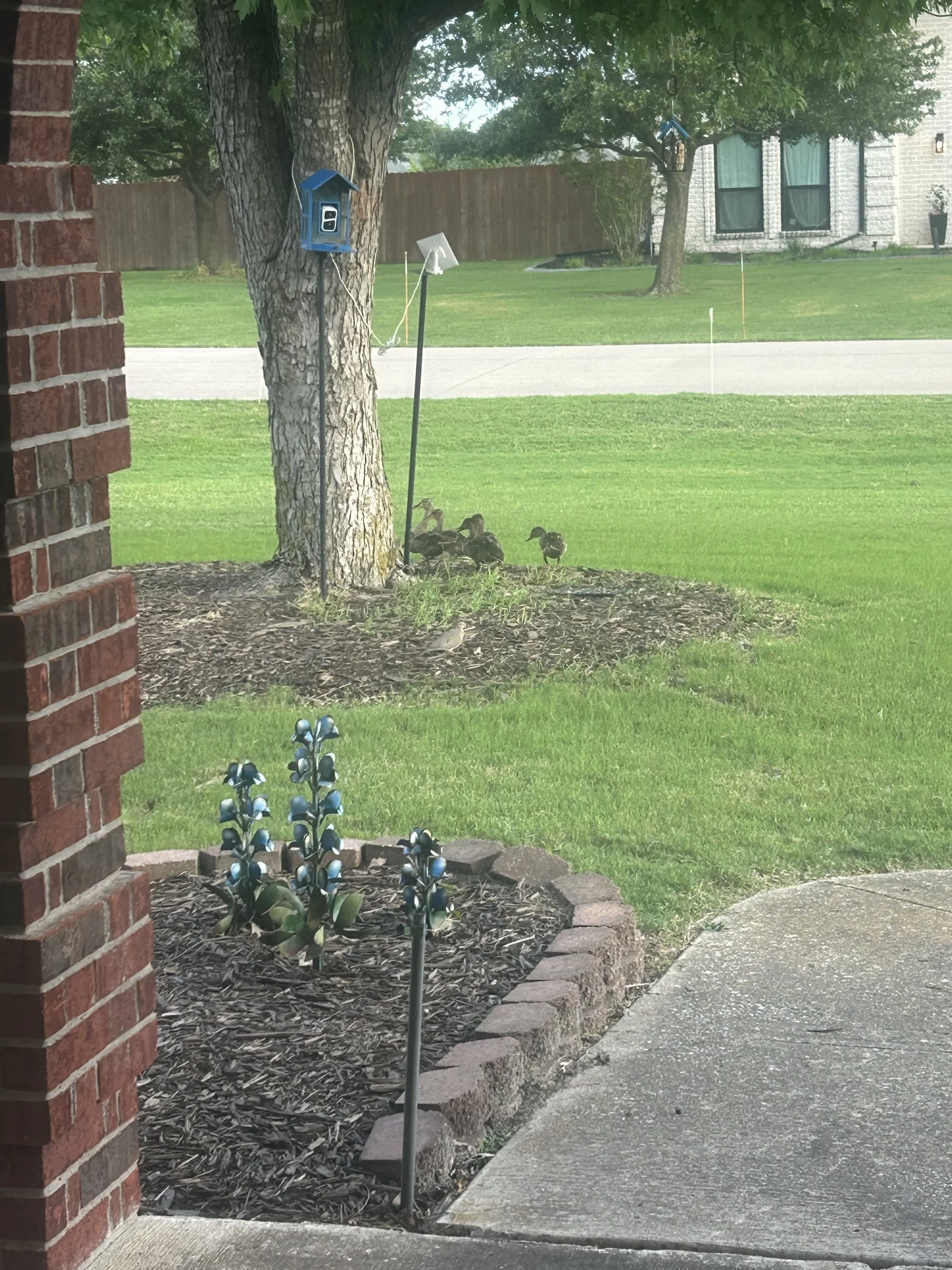 the first batch of ducklings who found our trove