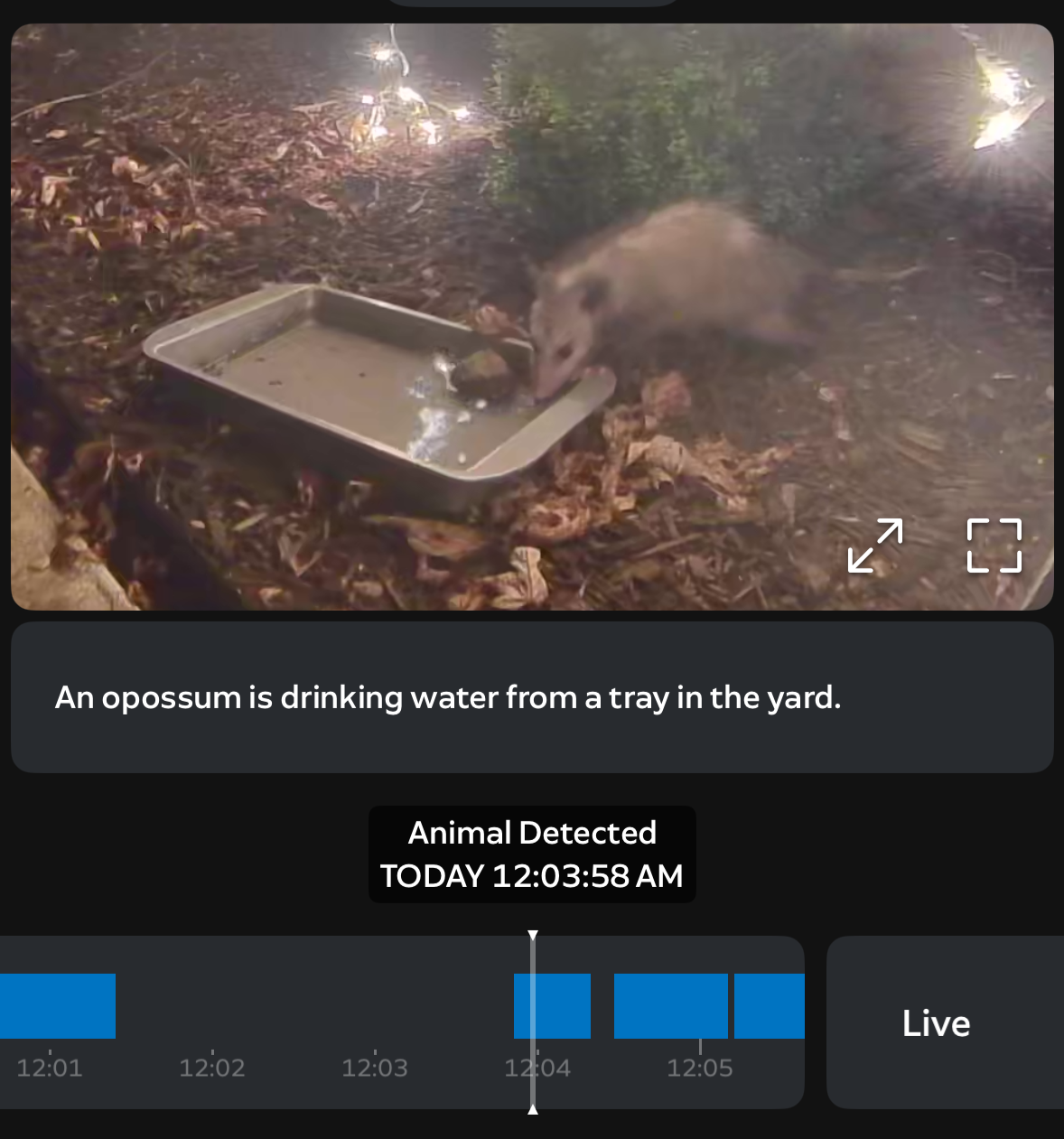 Meet Leopold, the Opossum. He comes by multiple times a night to eat bugs and drink water from the Brownie Pan. 
