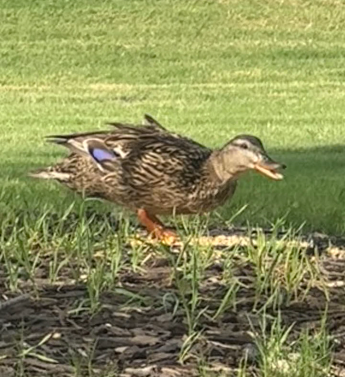 Beyonce, Mid Quack