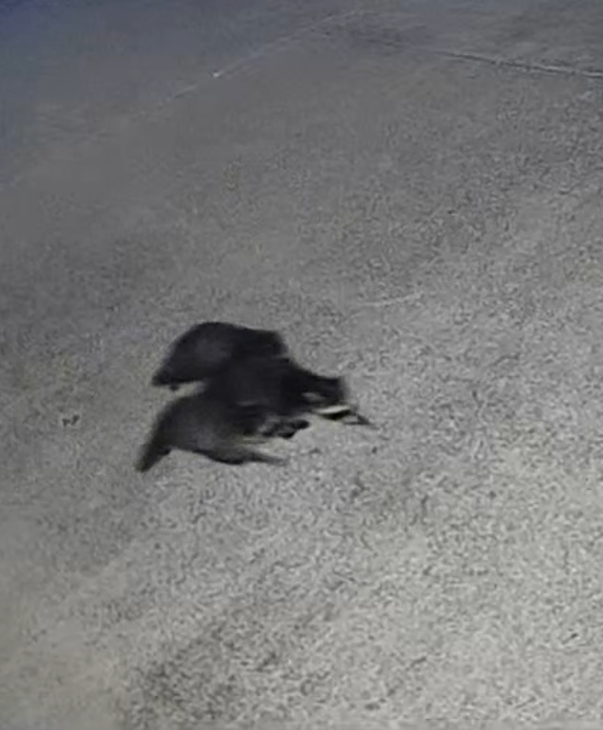 three raccoons caught running across the driveway