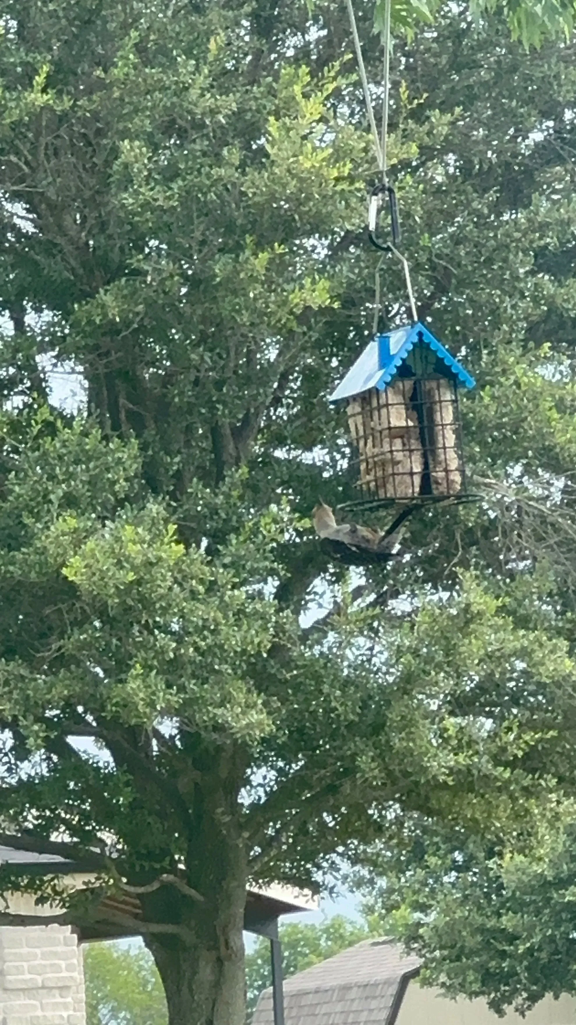 A birdhouse with a blue roof hanging from a tree branch, with a bird perched on the branch below it, in a residential area with trees and houses in the background.