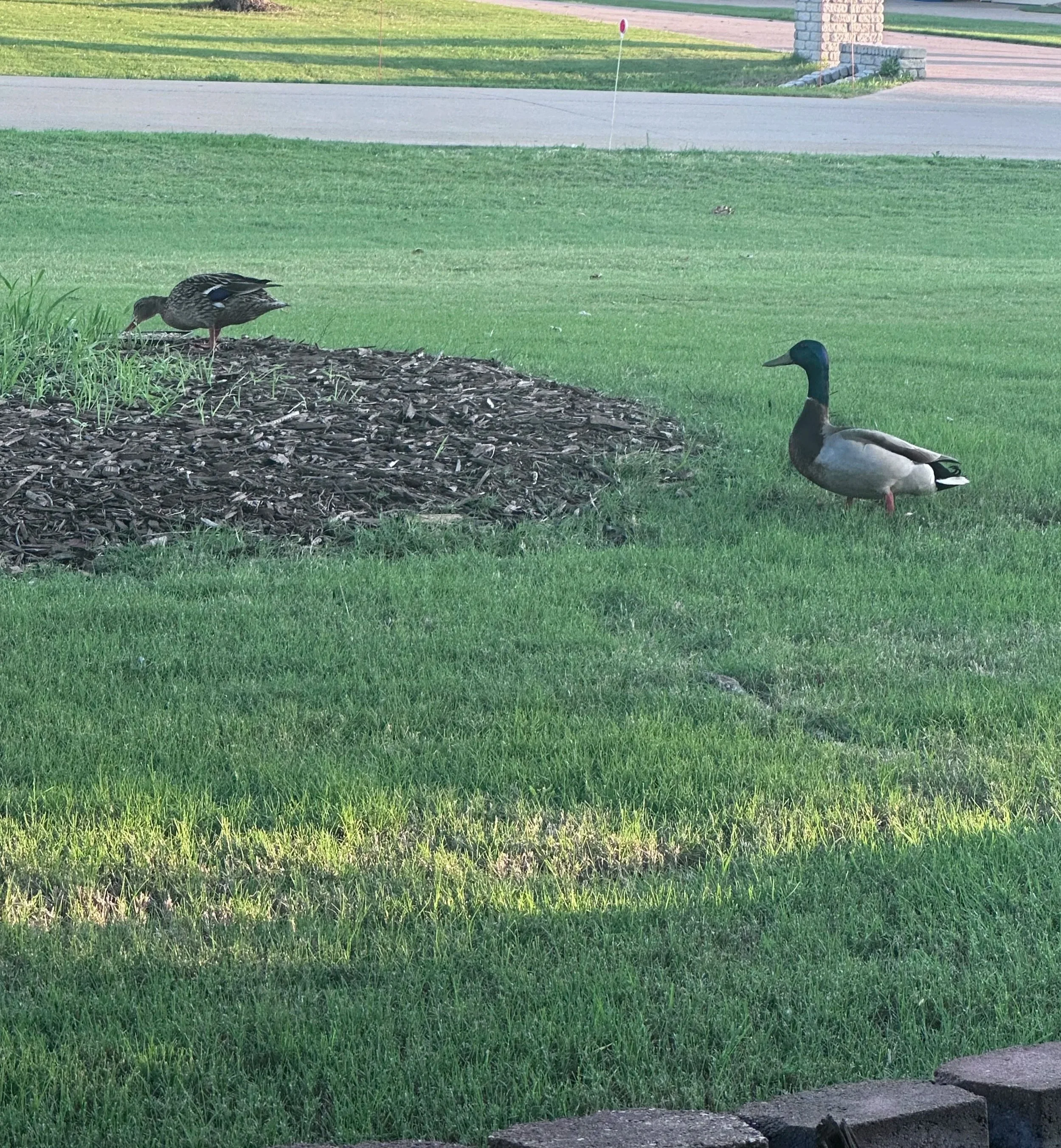 Mr Duckworth looking out for Millie again