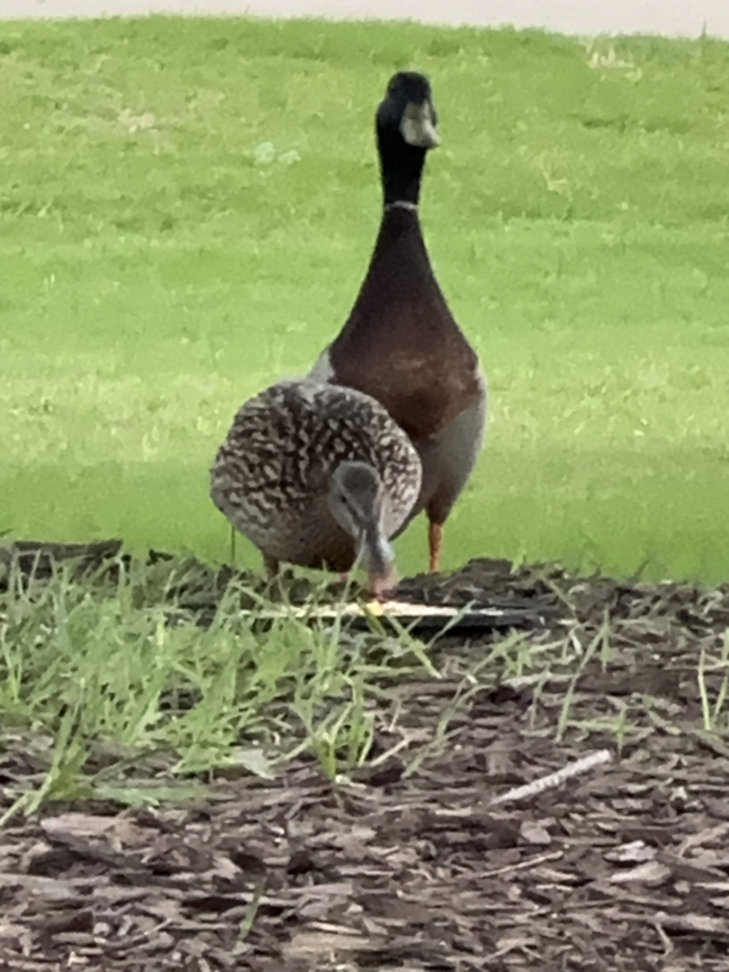 Mr Duckworth on guard! 